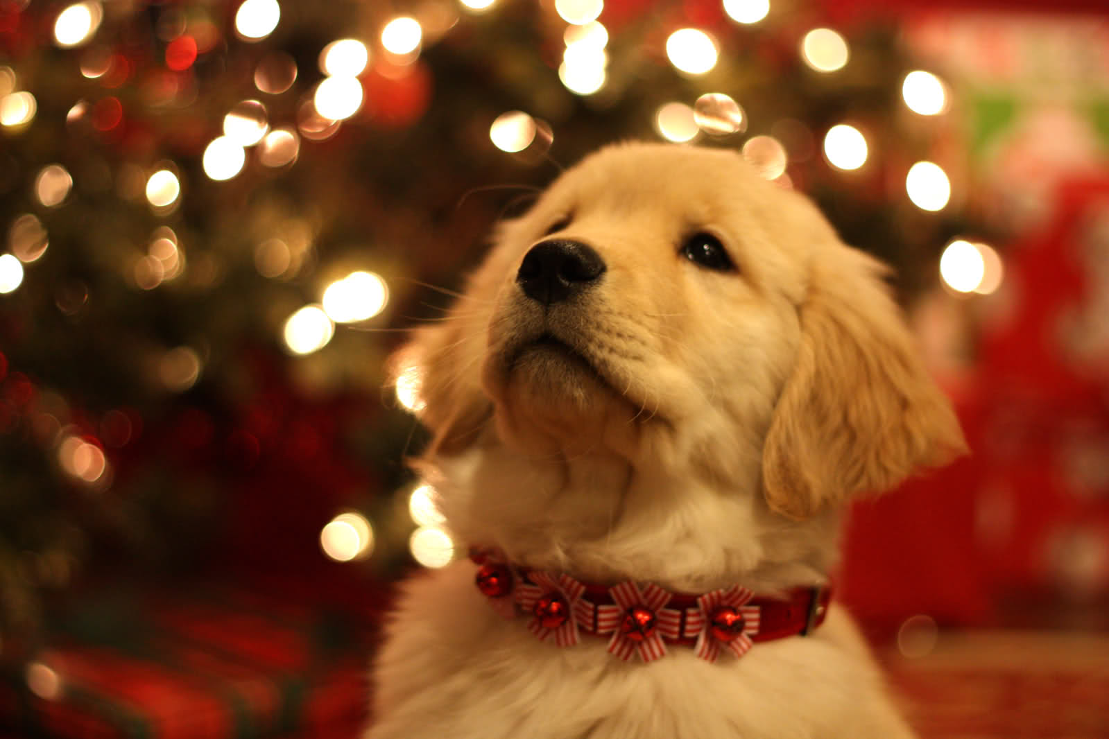 Cute Christmas Dog - HD Wallpaper 