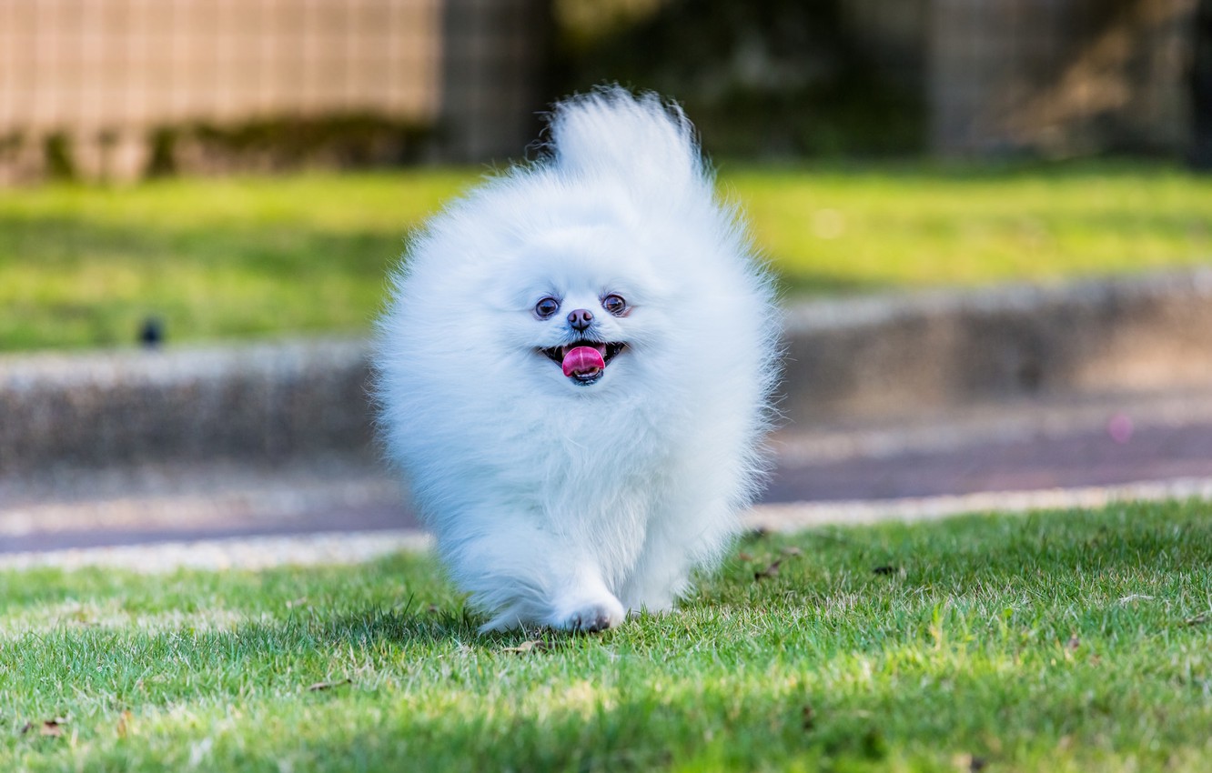 Photo Wallpaper White, Dog, Muzzle, Pussy, Pomeranian - Japanese Spitz Pomeranian Dog - HD Wallpaper 