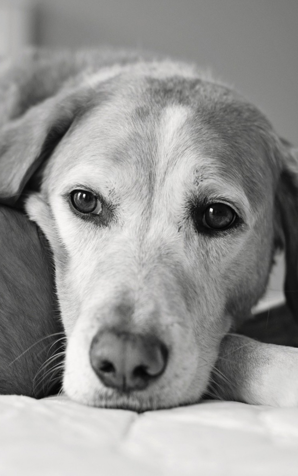 Black And White Dogs Wallpaper For Mobile - 1000x1600 Wallpaper Black And White Dogs Wallpaper For Mobile - 1000x1600 Wallpaper
