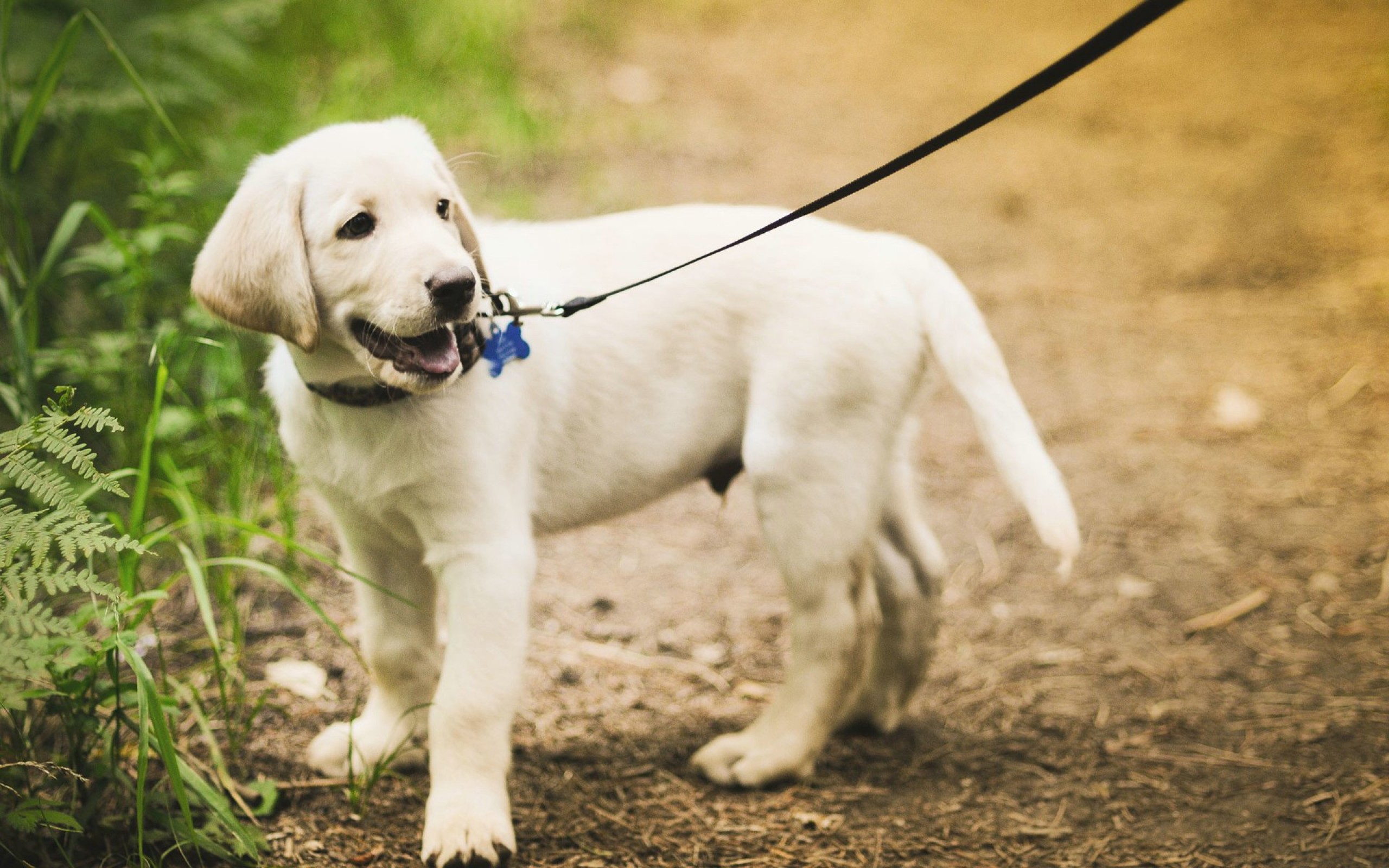 Labrador Retriever Puppy For A Walk Wallpaper - Labrador Puppy Hd - HD Wallpaper 