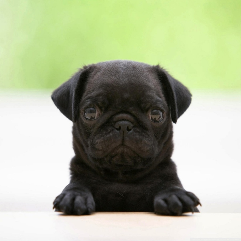 Cute Puppy Wallpaper Black Dog - HD Wallpaper 