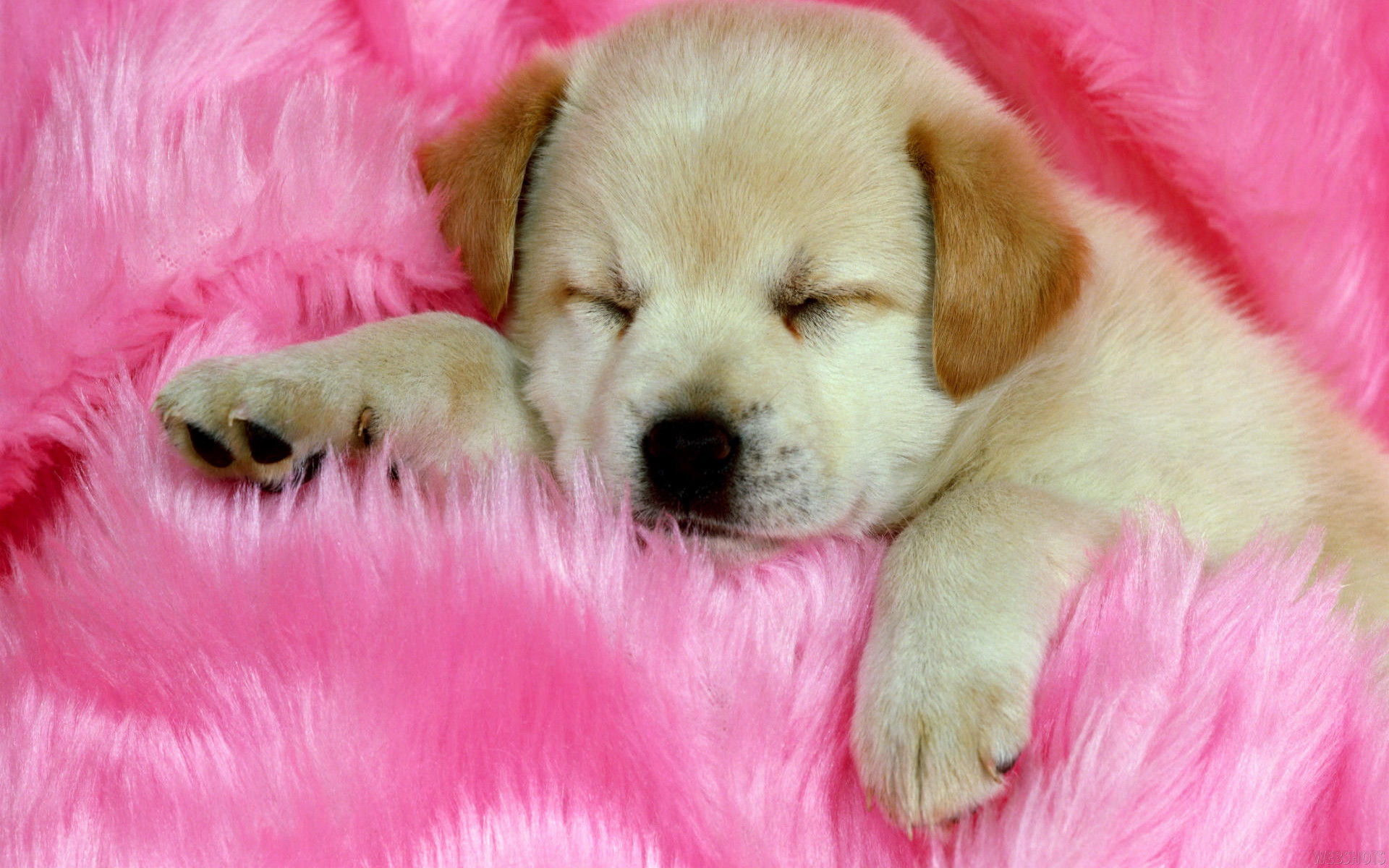 Cute Happy Valentine S Day Cat - Download Images Of Cute Puppies - HD Wallpaper 