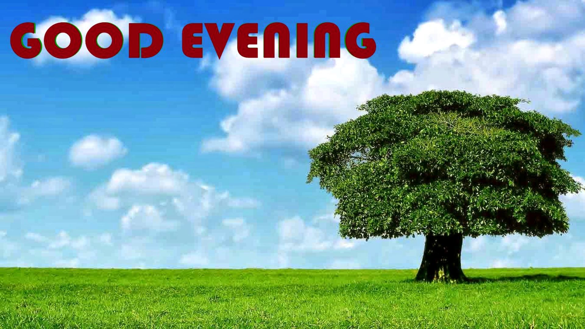 Single Tree Images In Hd - HD Wallpaper 