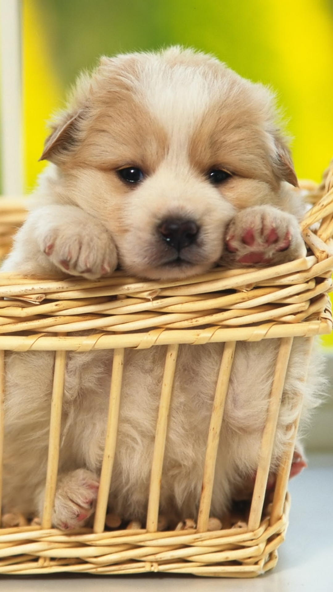 Dog In A Basket - HD Wallpaper 