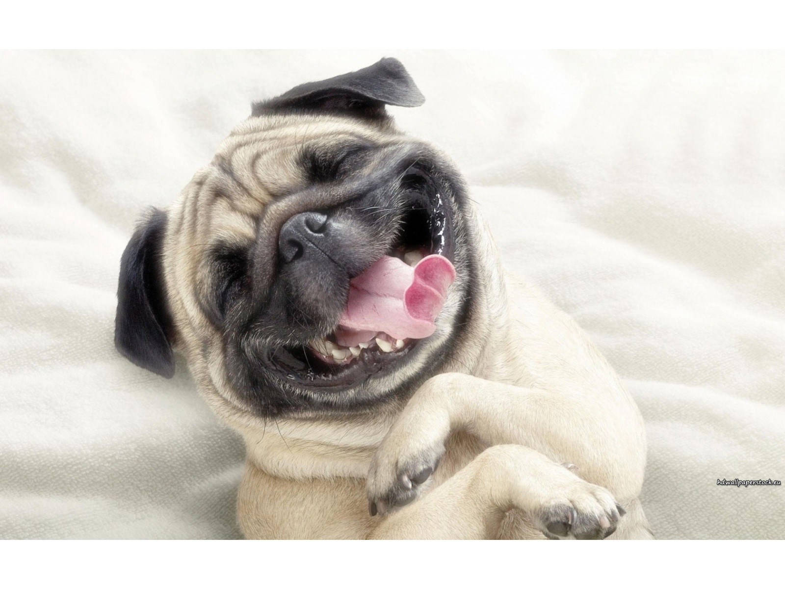 Funny Dog Backgrounds 9 Cool Hd Wallpaper - Funny Dog - HD Wallpaper 