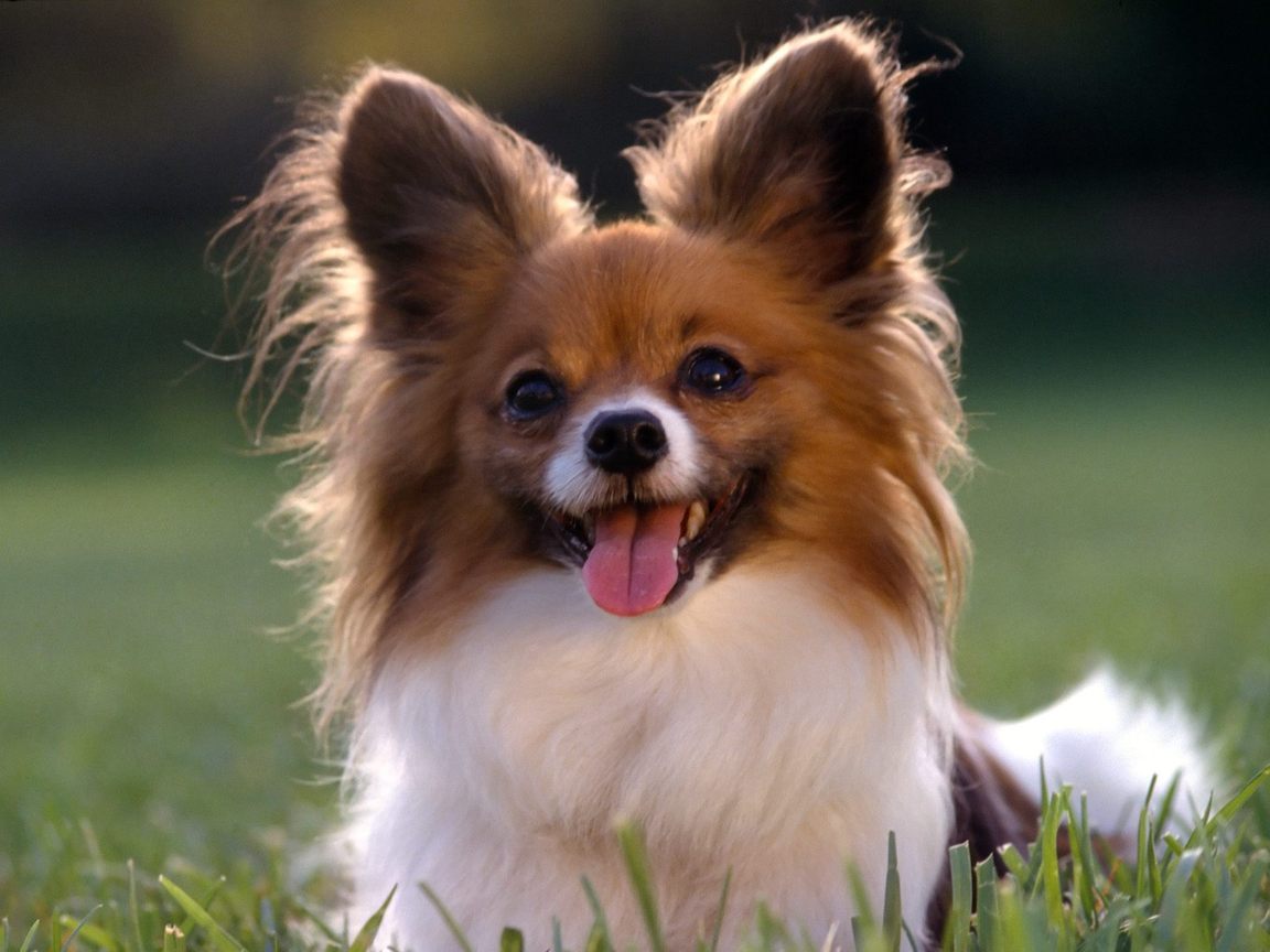 Dog Chihuahua Long Hair - HD Wallpaper 