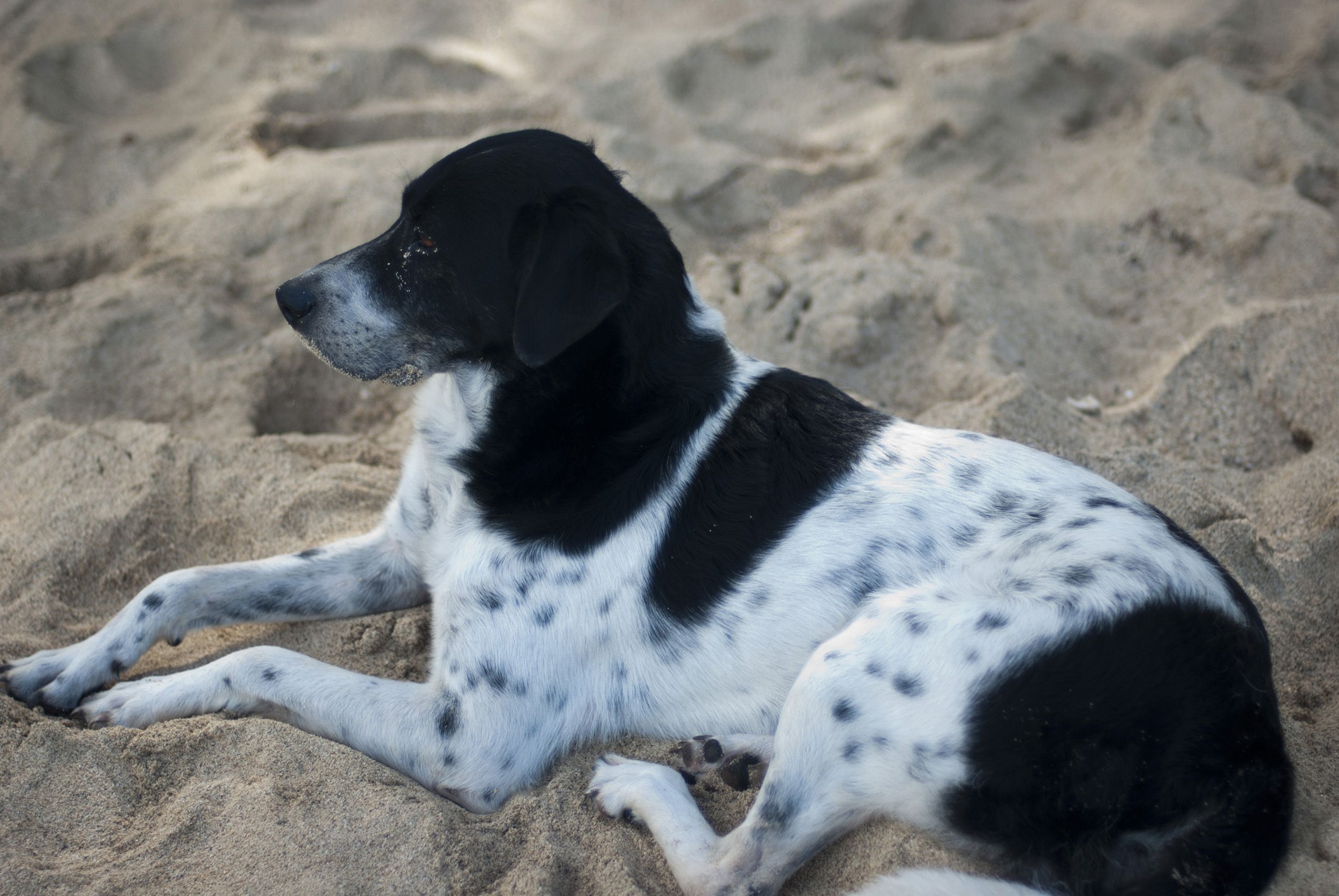 Black And White Setter Dog - HD Wallpaper 