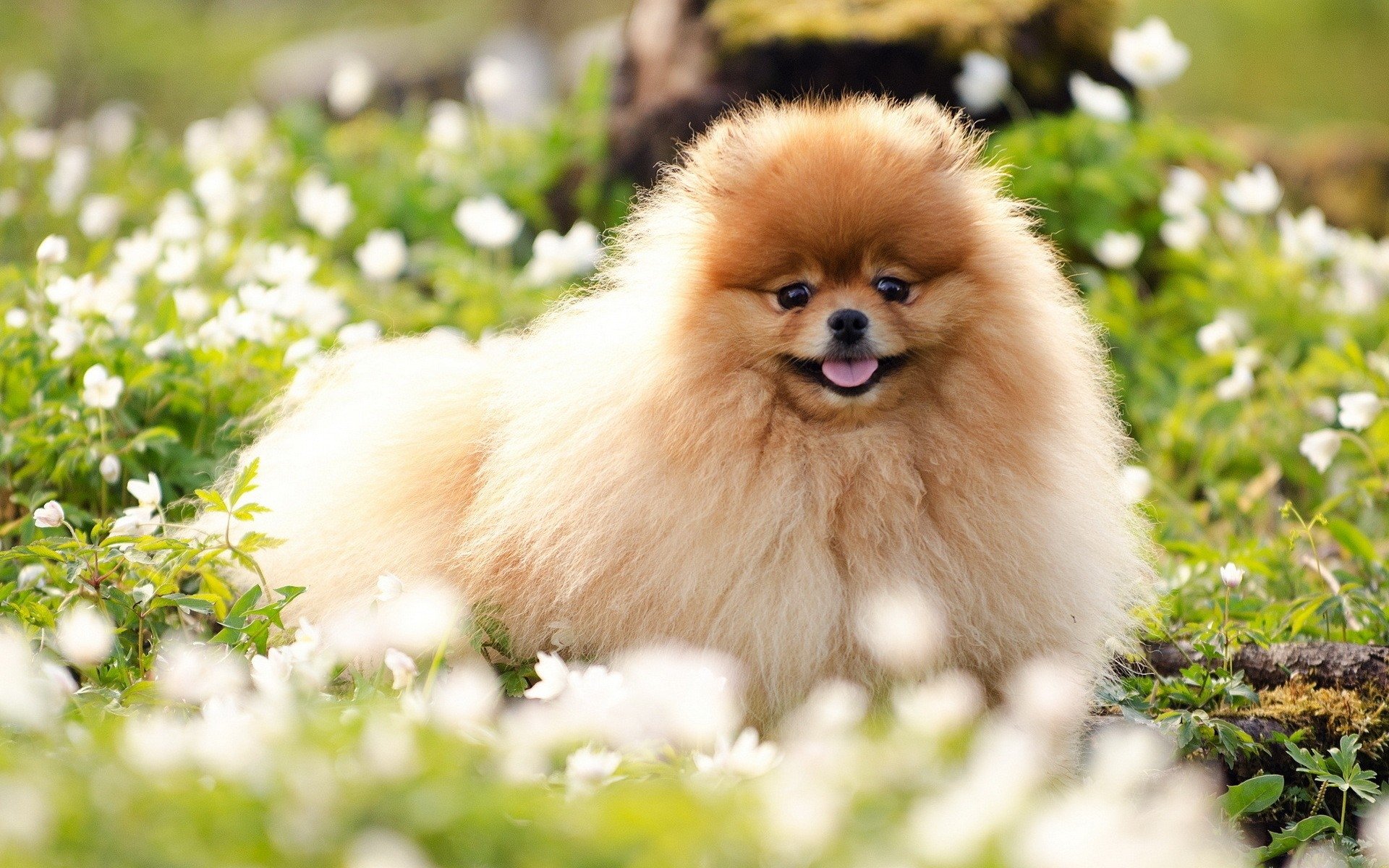 Pomeranian Wallpaper Hd - HD Wallpaper 