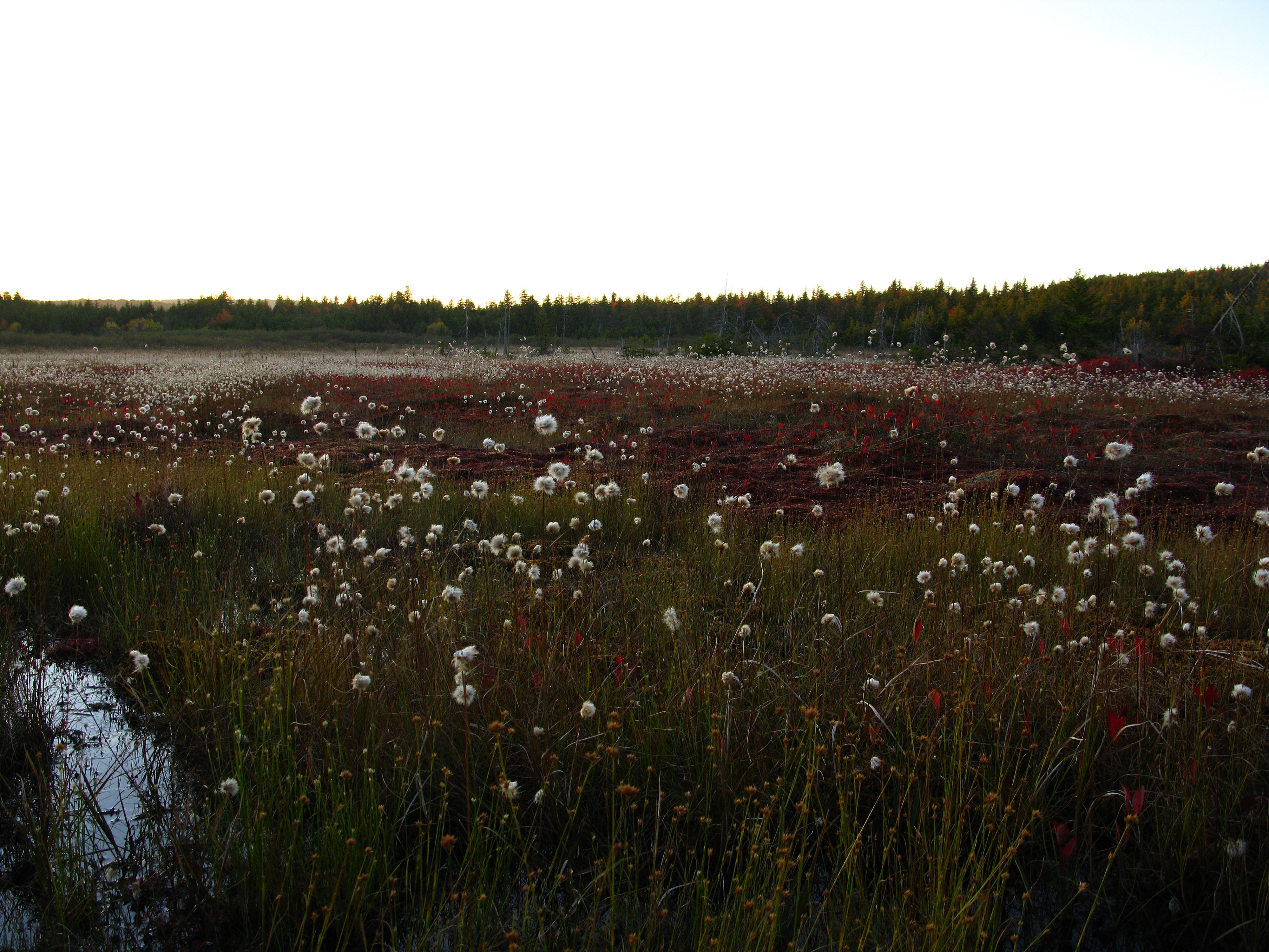 Cotton Grass Water Bog - Tidal Marsh - HD Wallpaper 