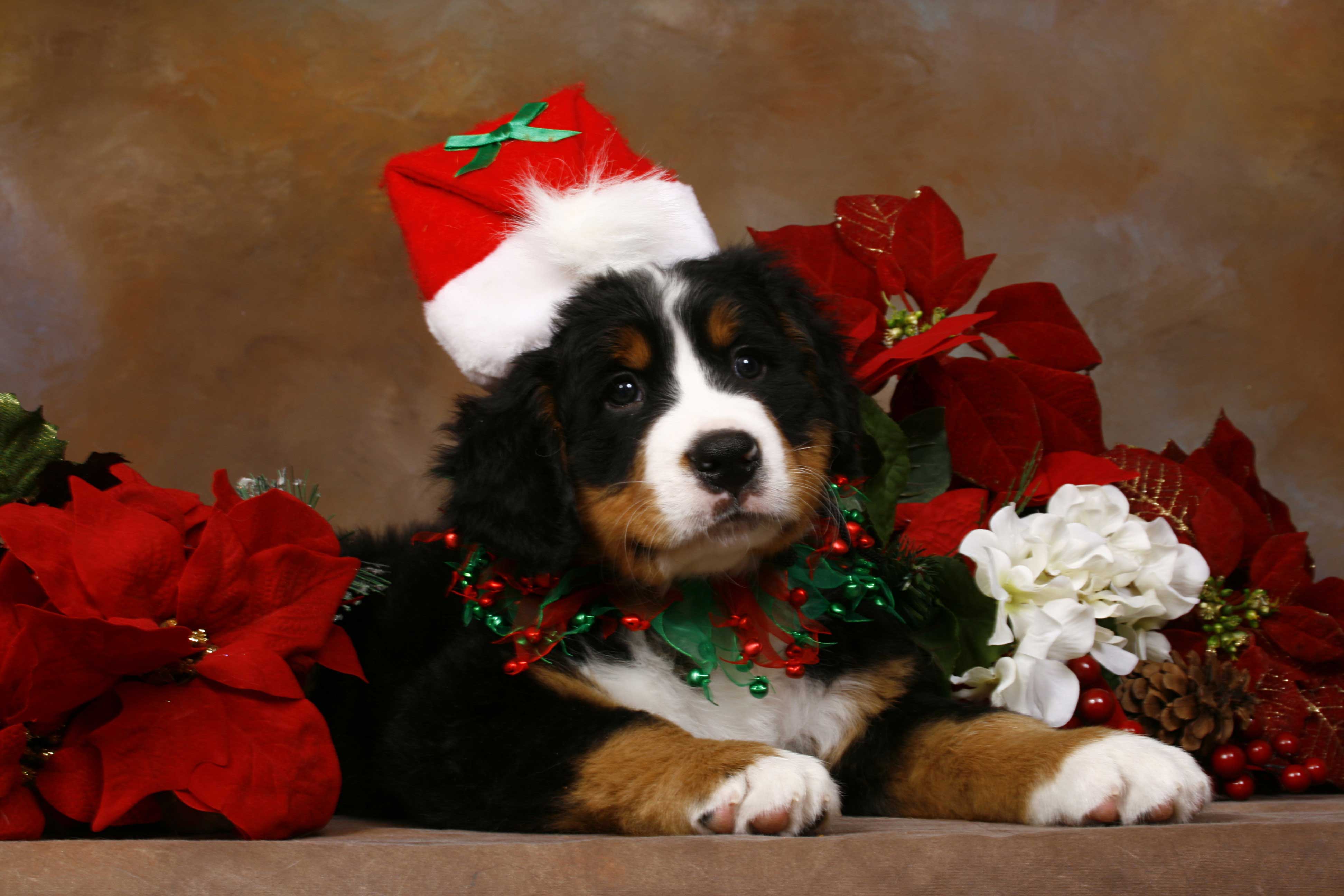 Christmas Puppy Images Wallpaper - Christmas Puppy - HD Wallpaper 
