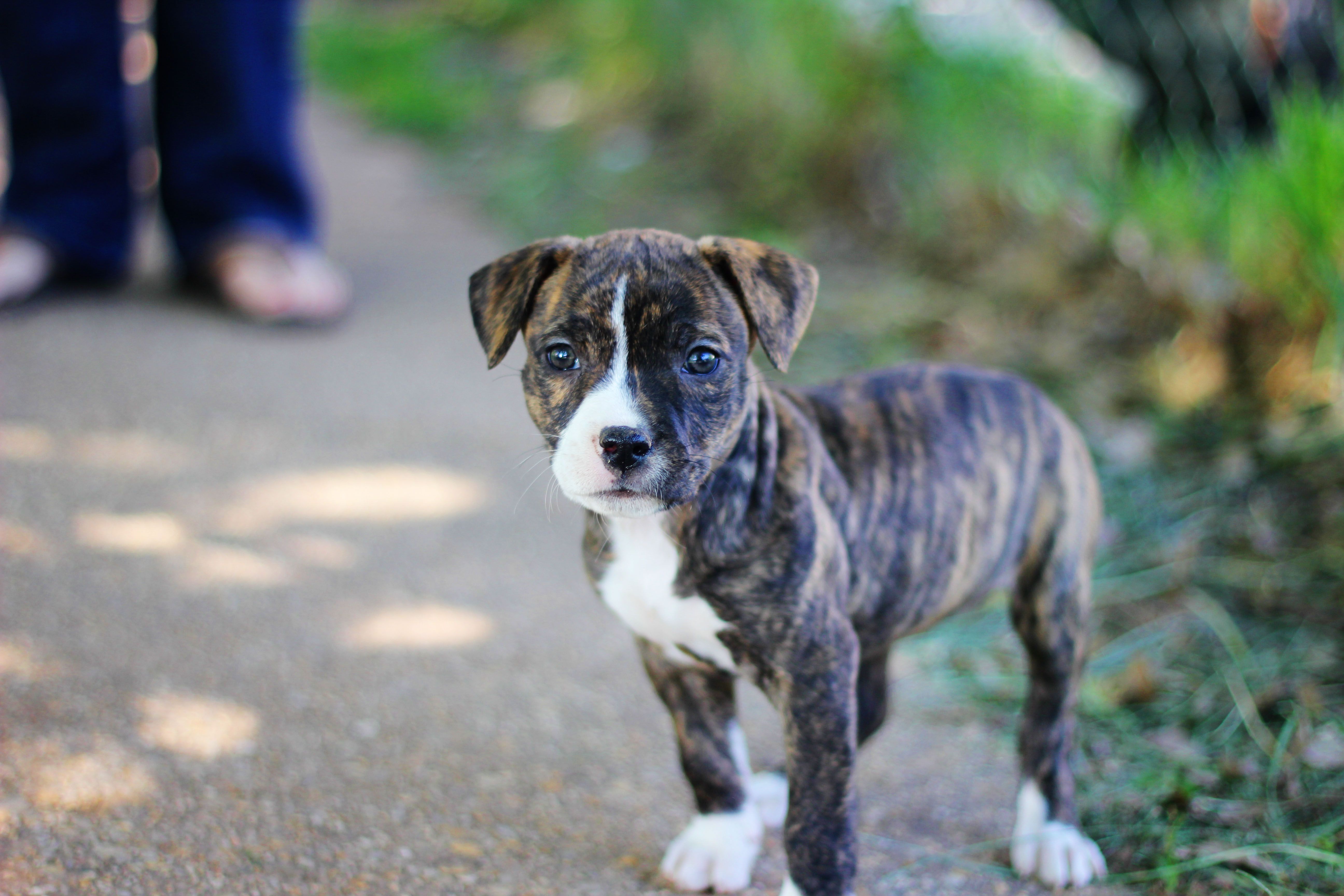 Pitbull Puppy Wallpaper - HD Wallpaper 