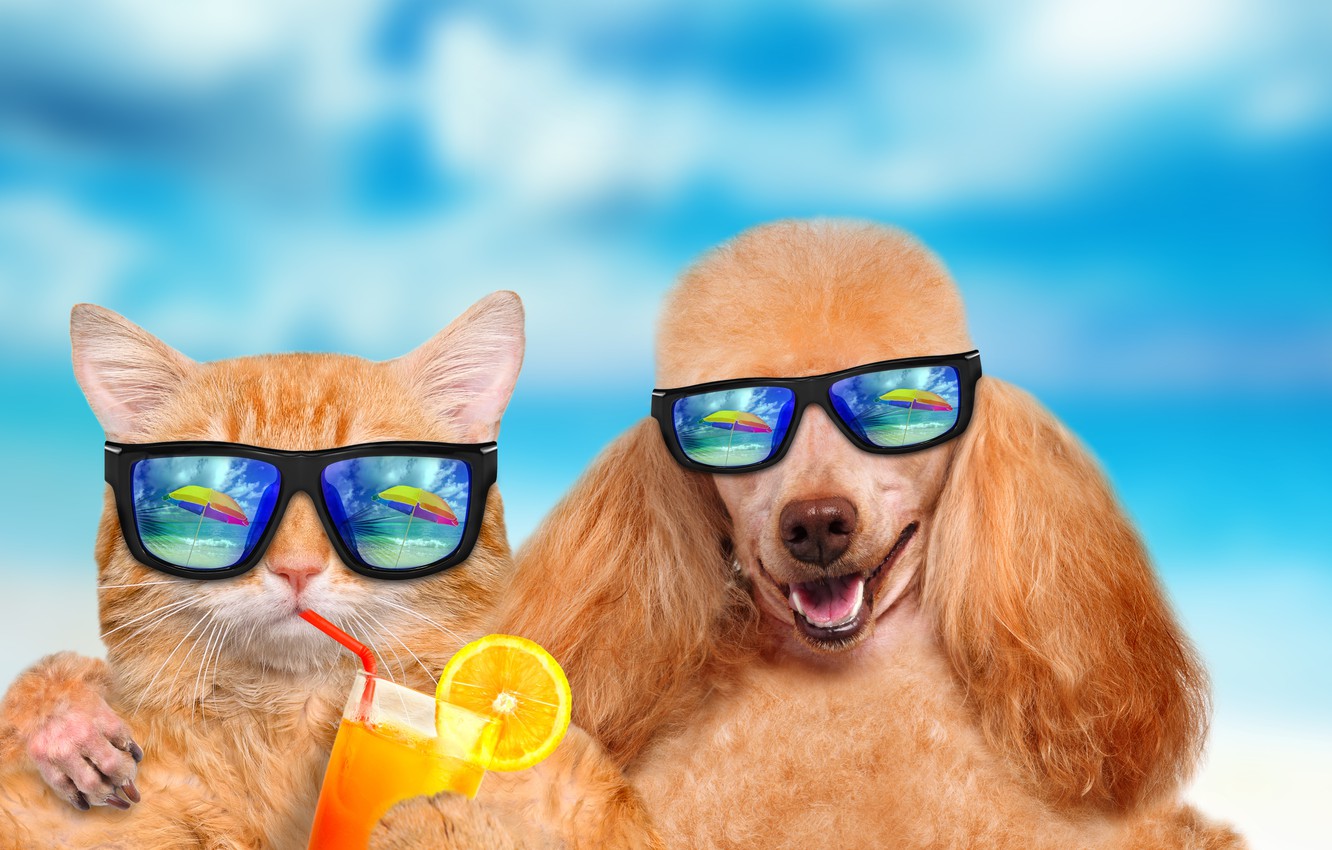 Photo Wallpaper Summer, Cat, Dog, Vacation - Cat And Dog Sunglasses - HD Wallpaper 