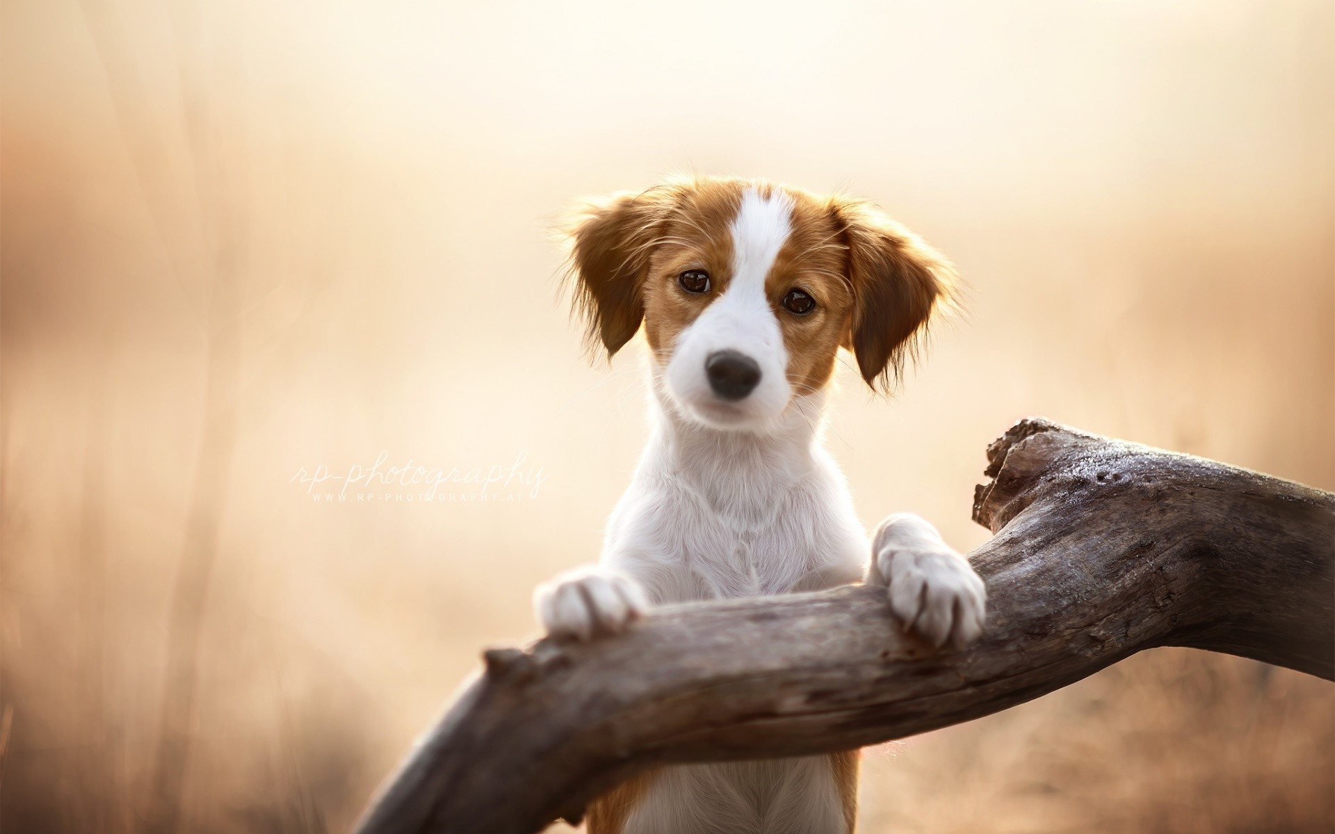 Cute Dogs Screen Fhd - HD Wallpaper 