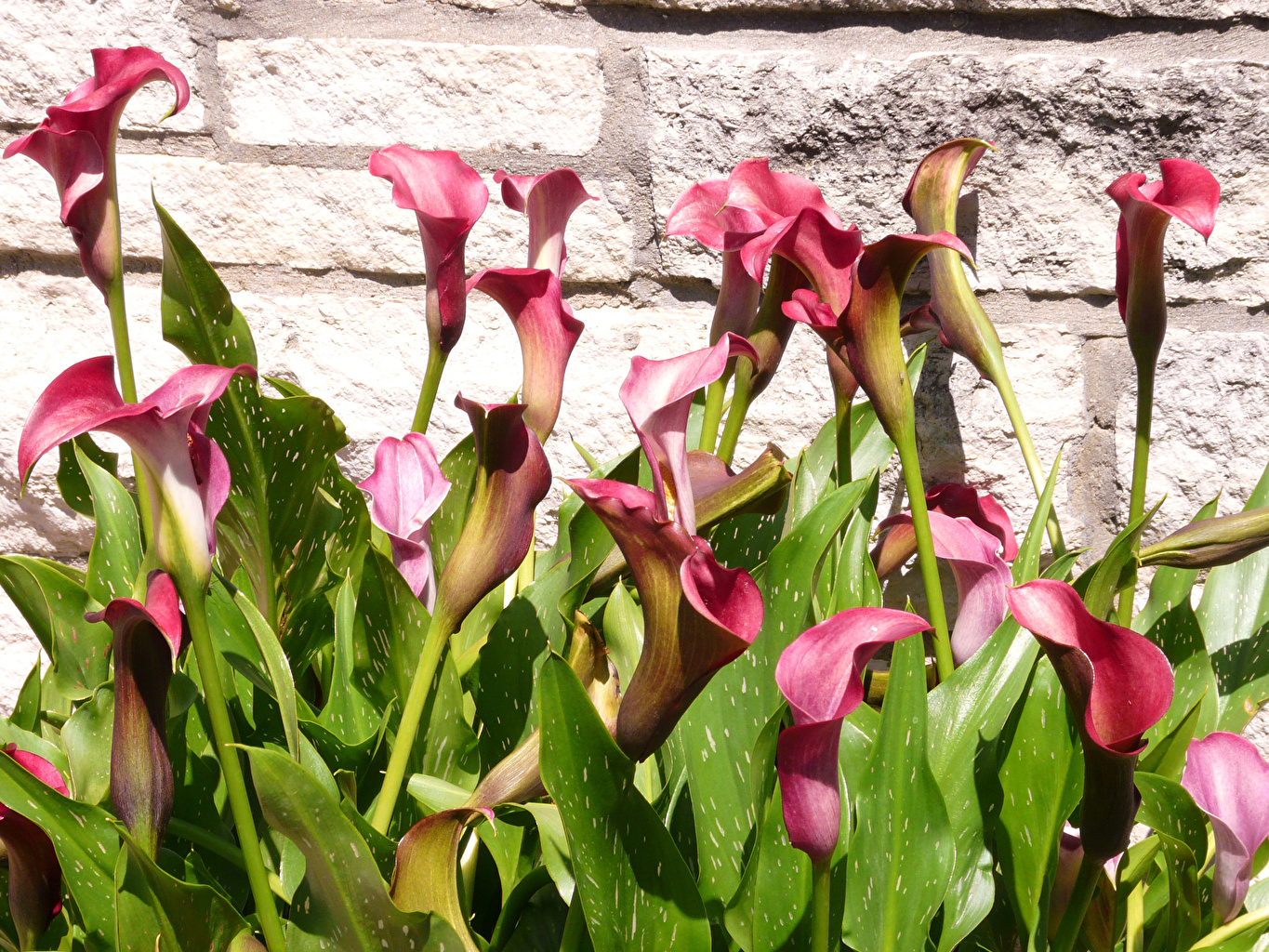 Calla Lily - HD Wallpaper 