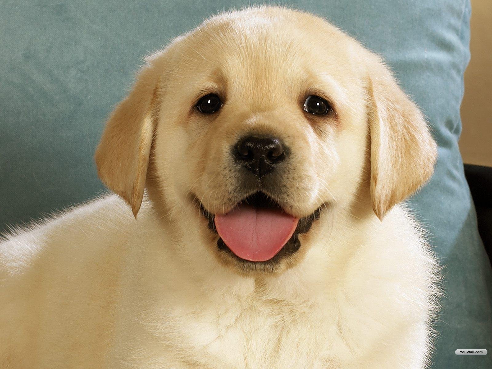 Youwall Cute Dog Wallpaper Wallpaper Wallpapers Free - Cute Lab Dog Puppy - HD Wallpaper 