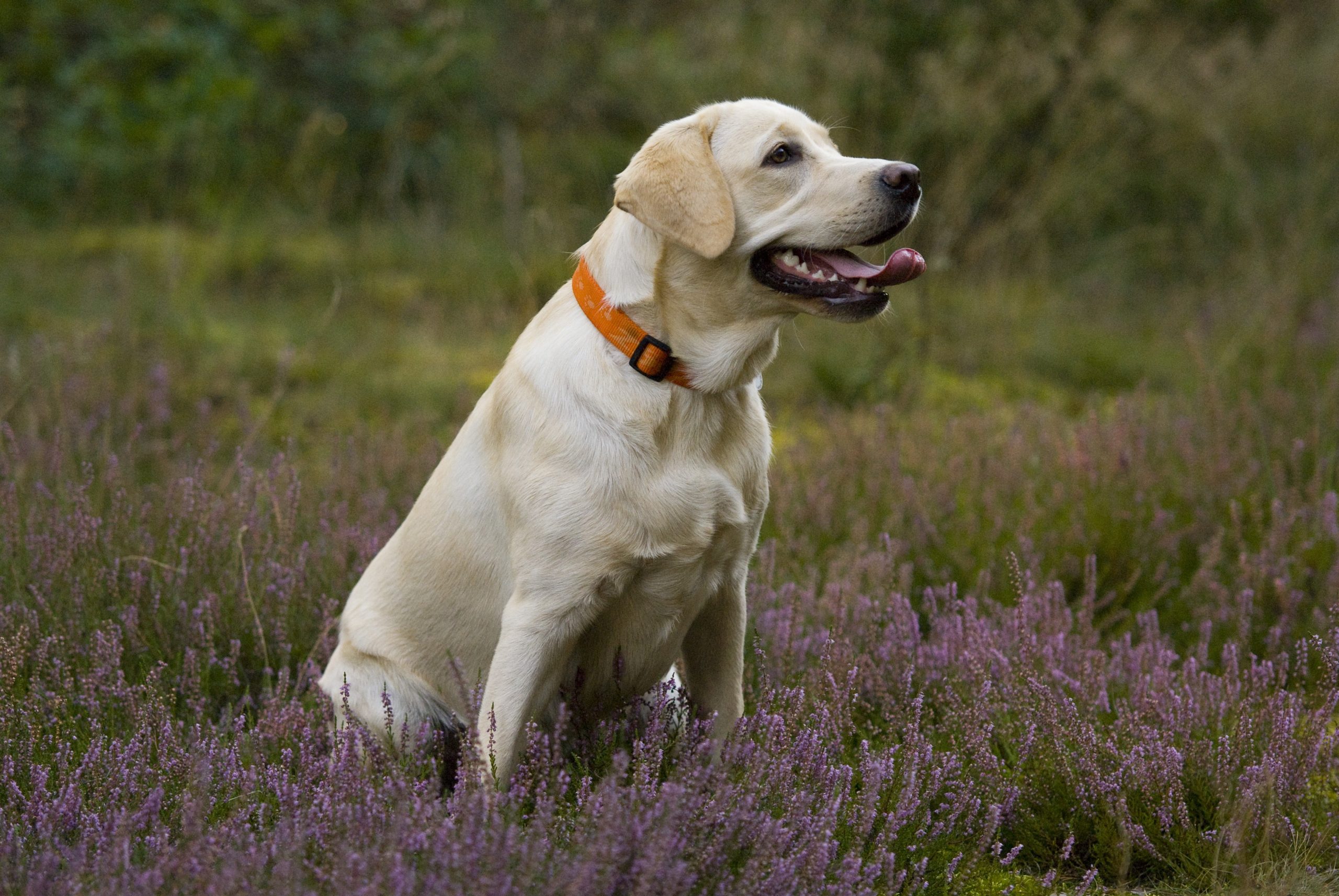 Cute Growing Labrador Dog Wallpaper Sitting In Grass - Full Hd Labrador Dog - 2560x1714 Wallpaper Cute Growing Labrador Dog Wallpaper Sitting In Grass - Full Hd Labrador Dog - 2560x1714 Wallpaper