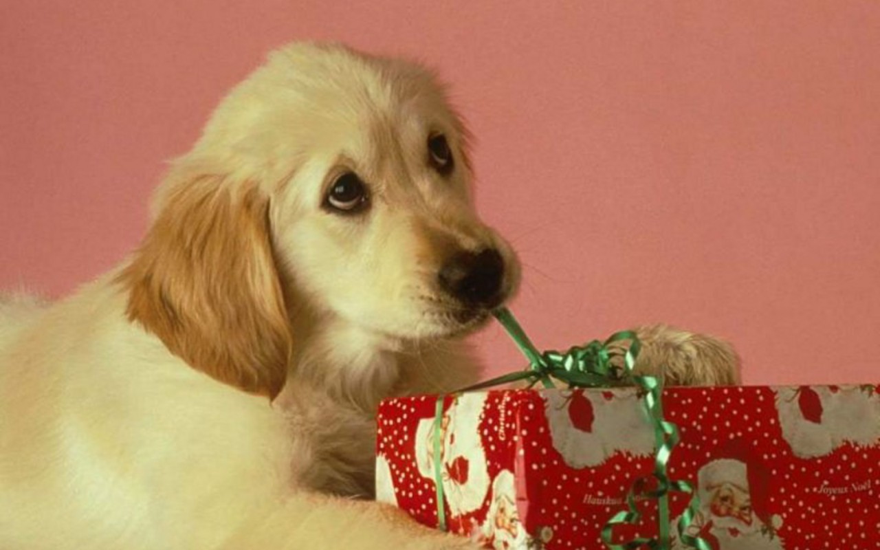 Christmas Puppy - Christmas Backgrounds With Animals - HD Wallpaper 