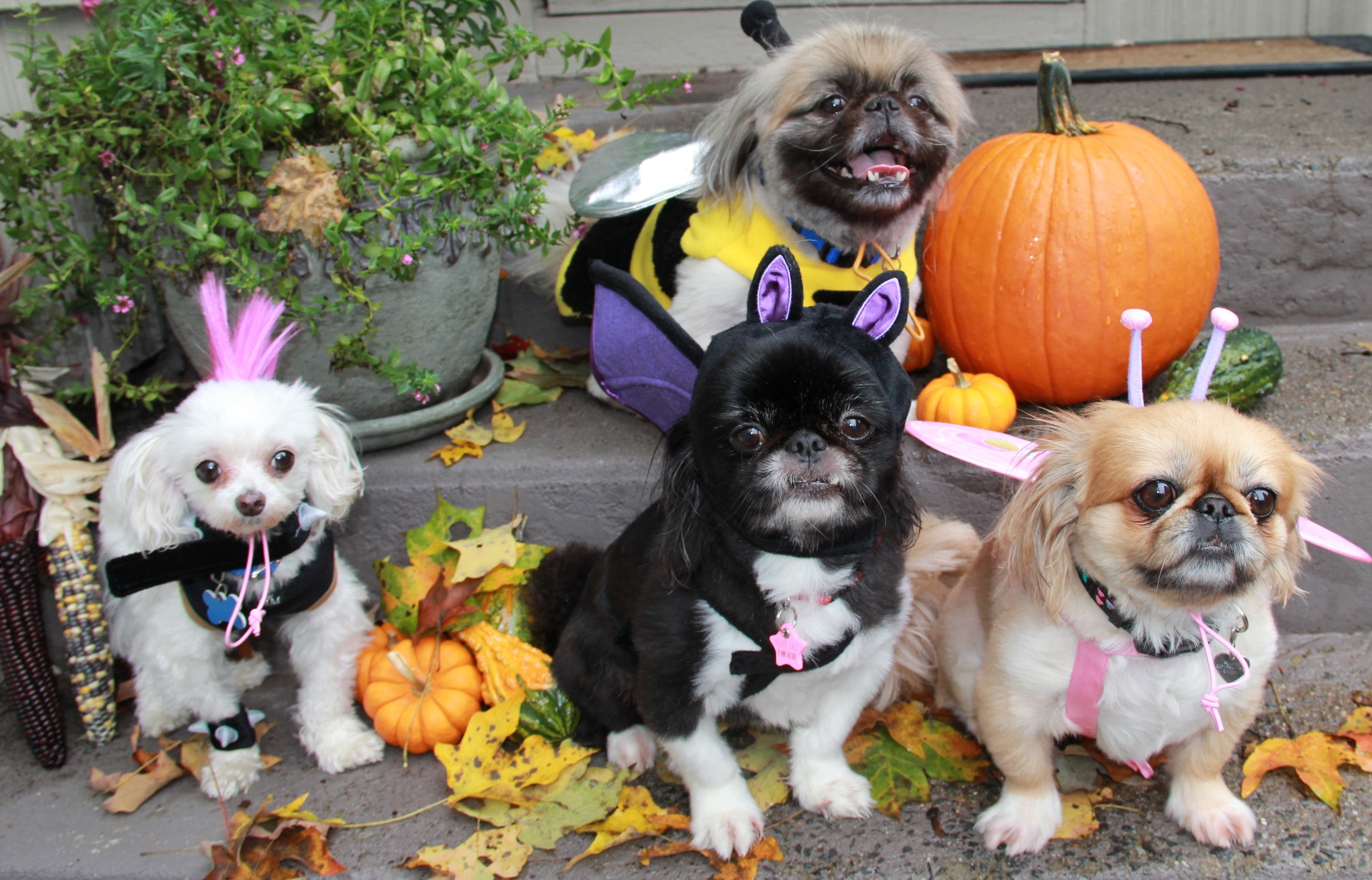 Halloween Pekingese Dogs Wallpaper - Halloween Dogs - HD Wallpaper 