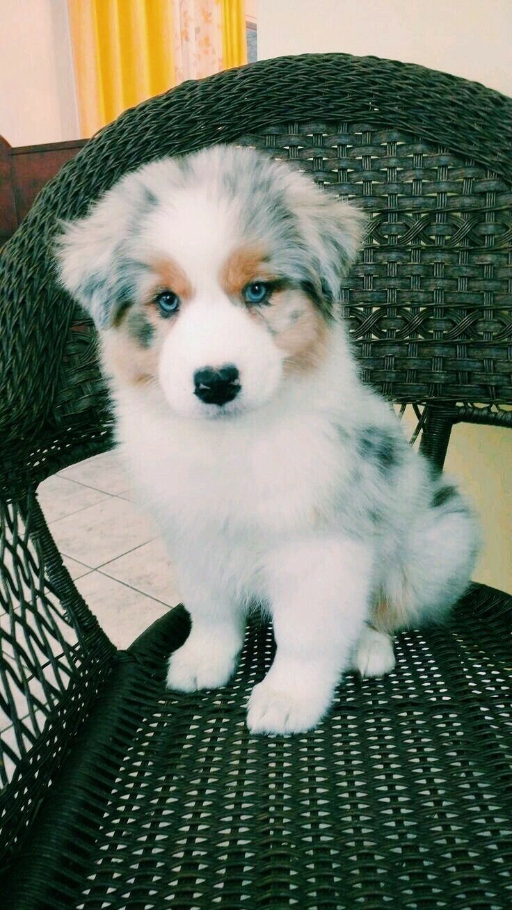 Cute Big Dogs As Puppies - HD Wallpaper 