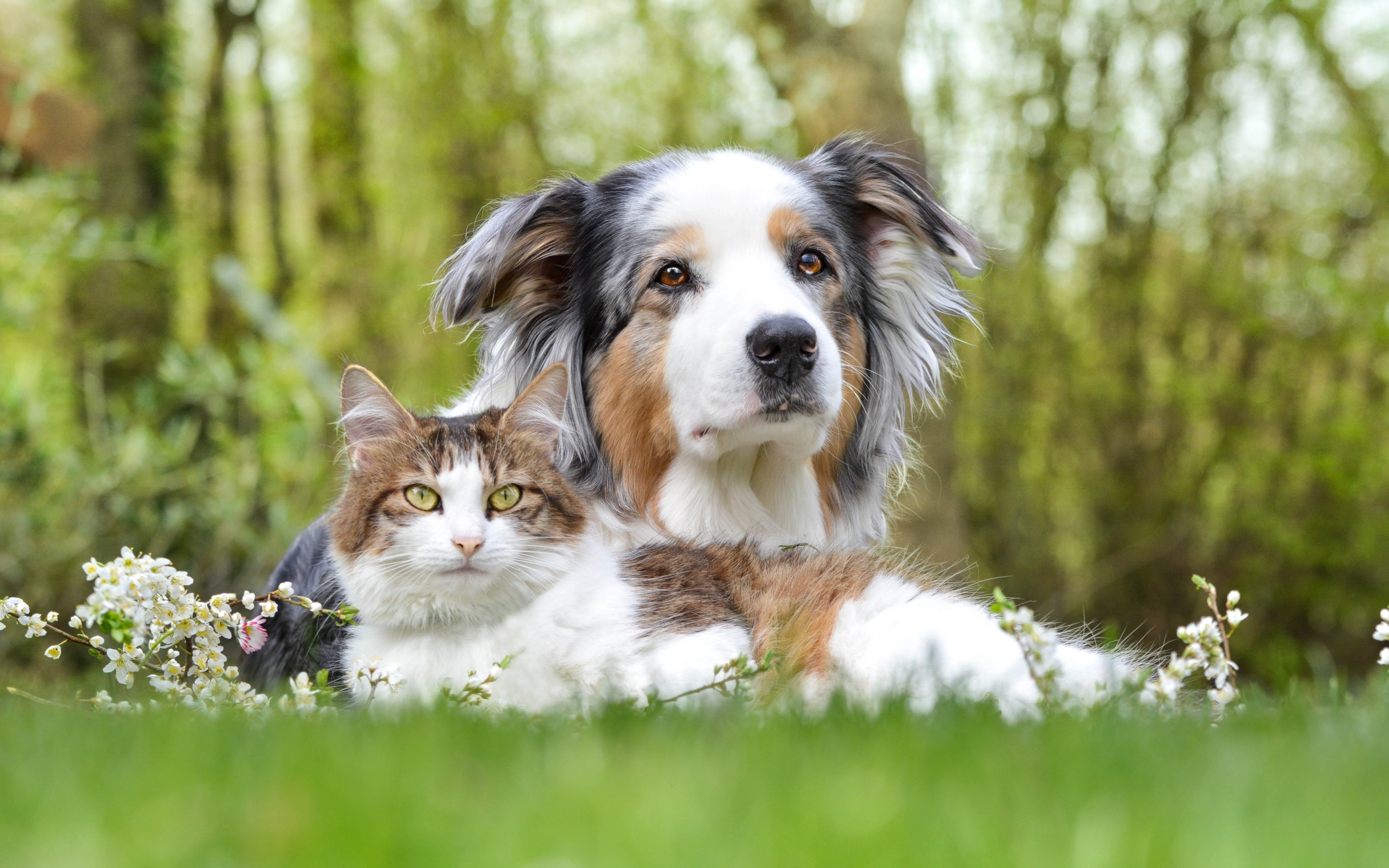 Dog And Cat Wallpaper Hd - HD Wallpaper 