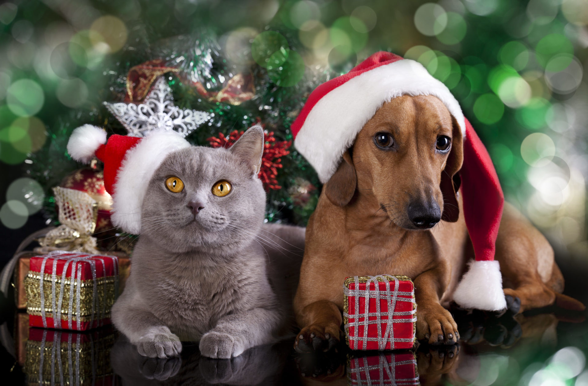 Christmas Tree Cat And Dog - HD Wallpaper 