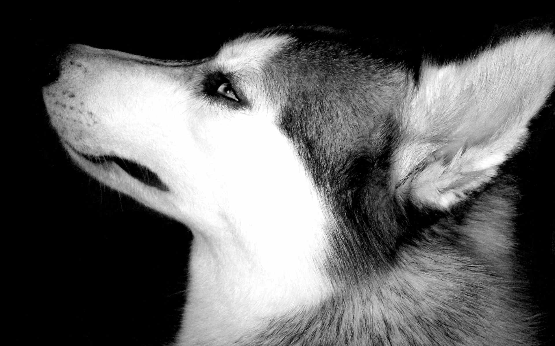 Desktop Hd Husky Puppy Wallpaper - Black And White Husky Dog - HD Wallpaper 