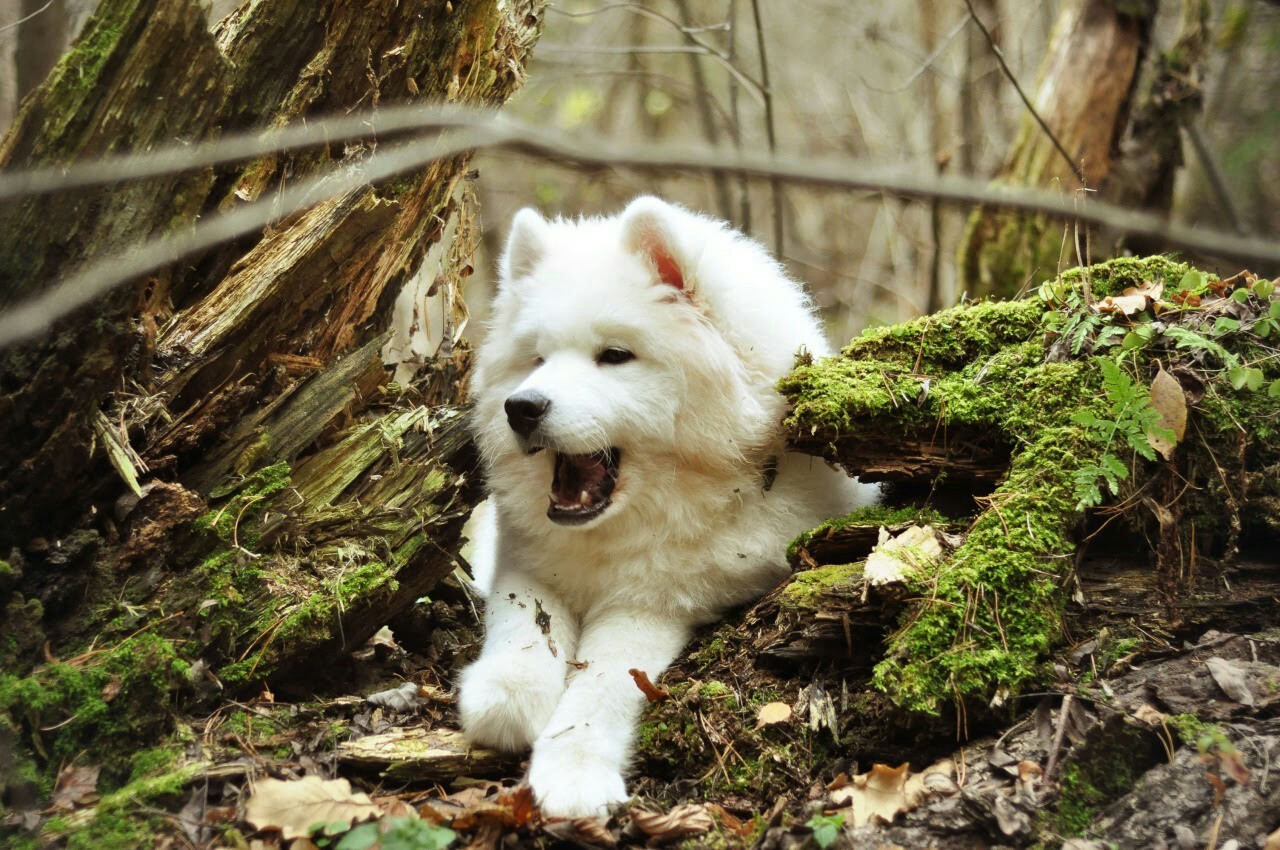 Hd Puppy Wallpaper And Free Dog Wallpapers Image - Samoyed - HD Wallpaper 