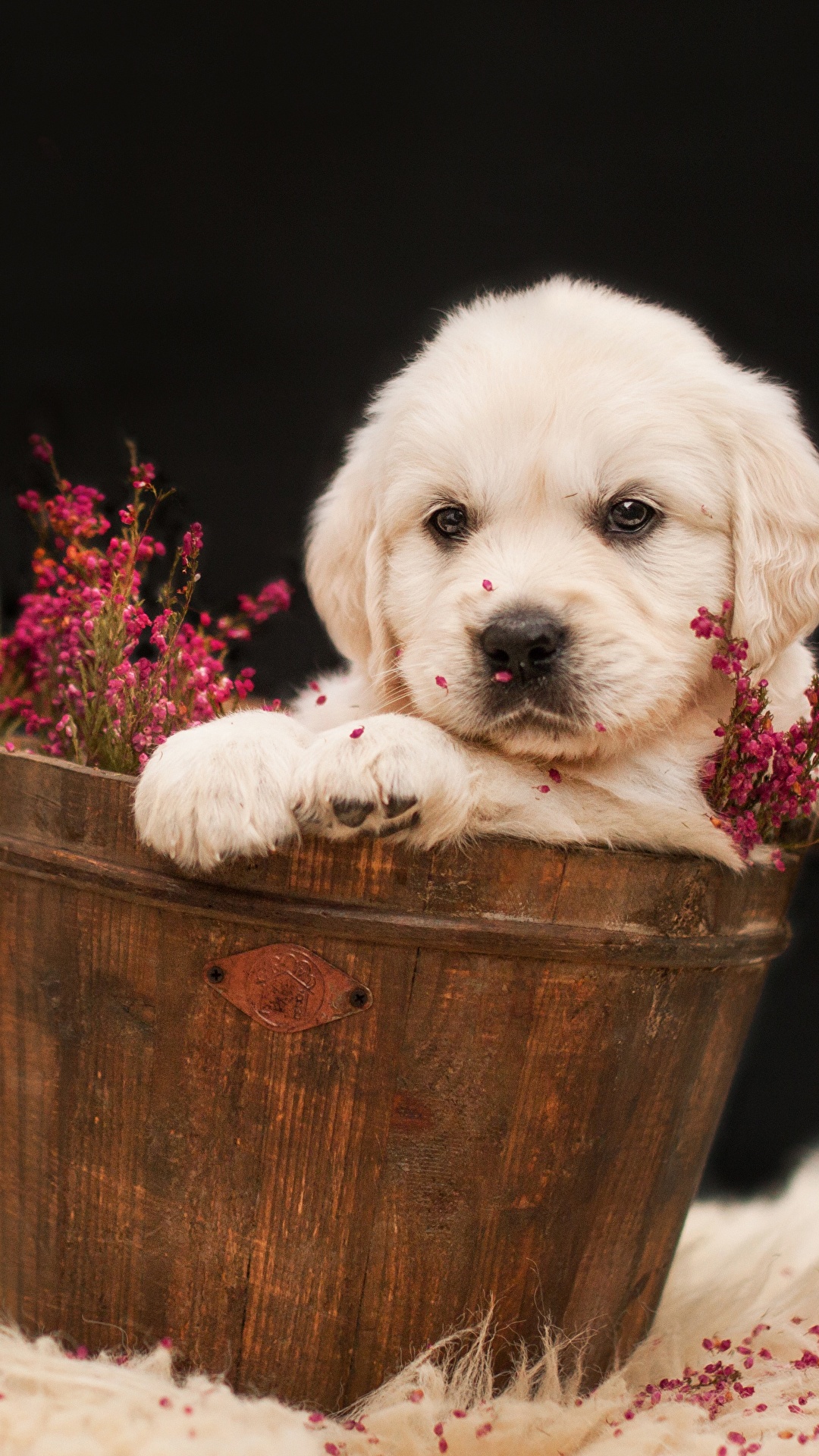 Golden Retriever Puppy - HD Wallpaper 