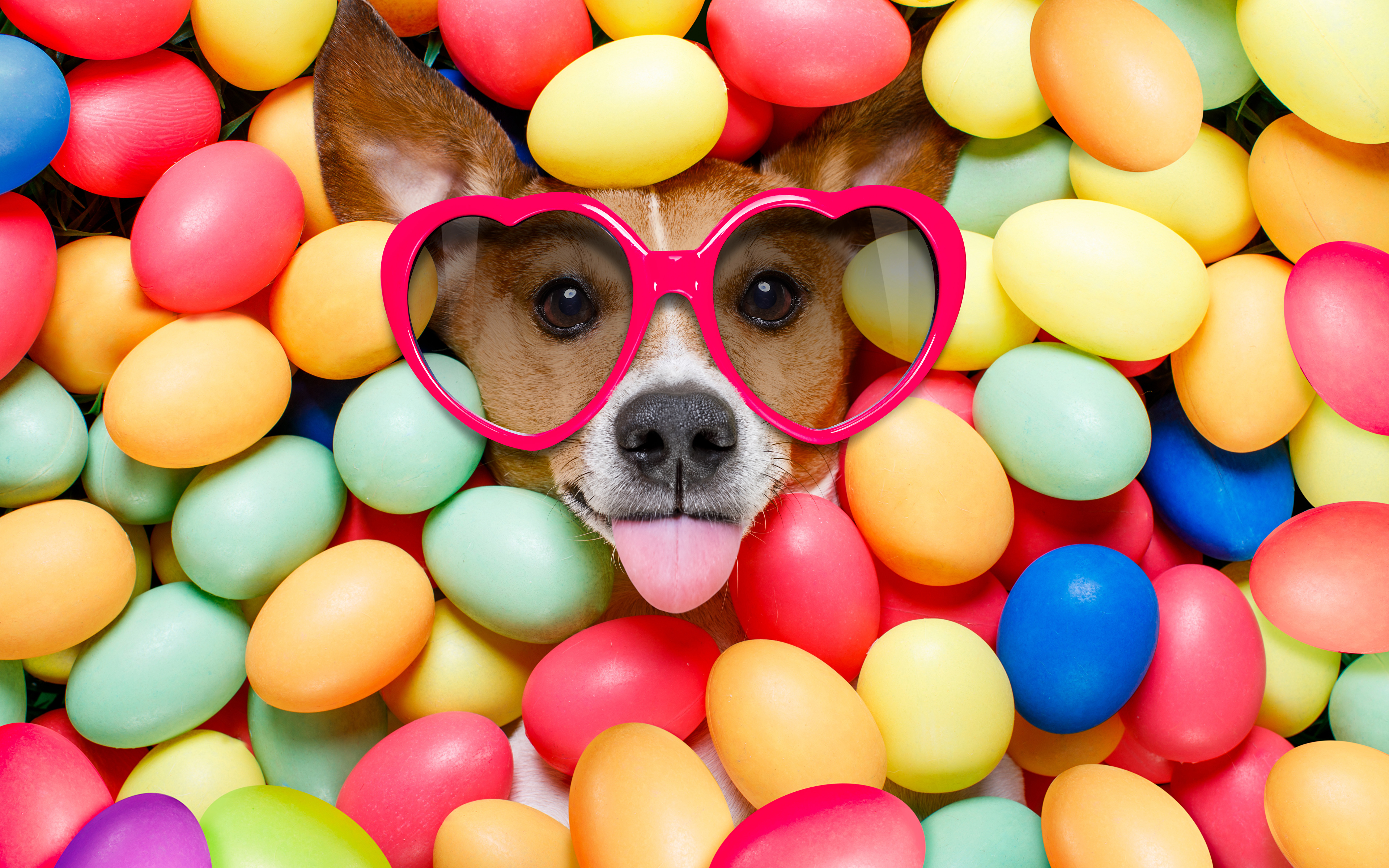 Dog Easter - HD Wallpaper 