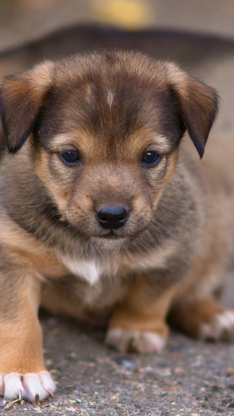 Iphone Wallpaper Cute Puppy Front View, Look, Ground - Cute Puppy Wallpaper Iphone - 750x1334 Wallpaper Iphone Wallpaper Cute Puppy Front View, Look, Ground - Cute Puppy Wallpaper Iphone - 750x1334 Wallpaper