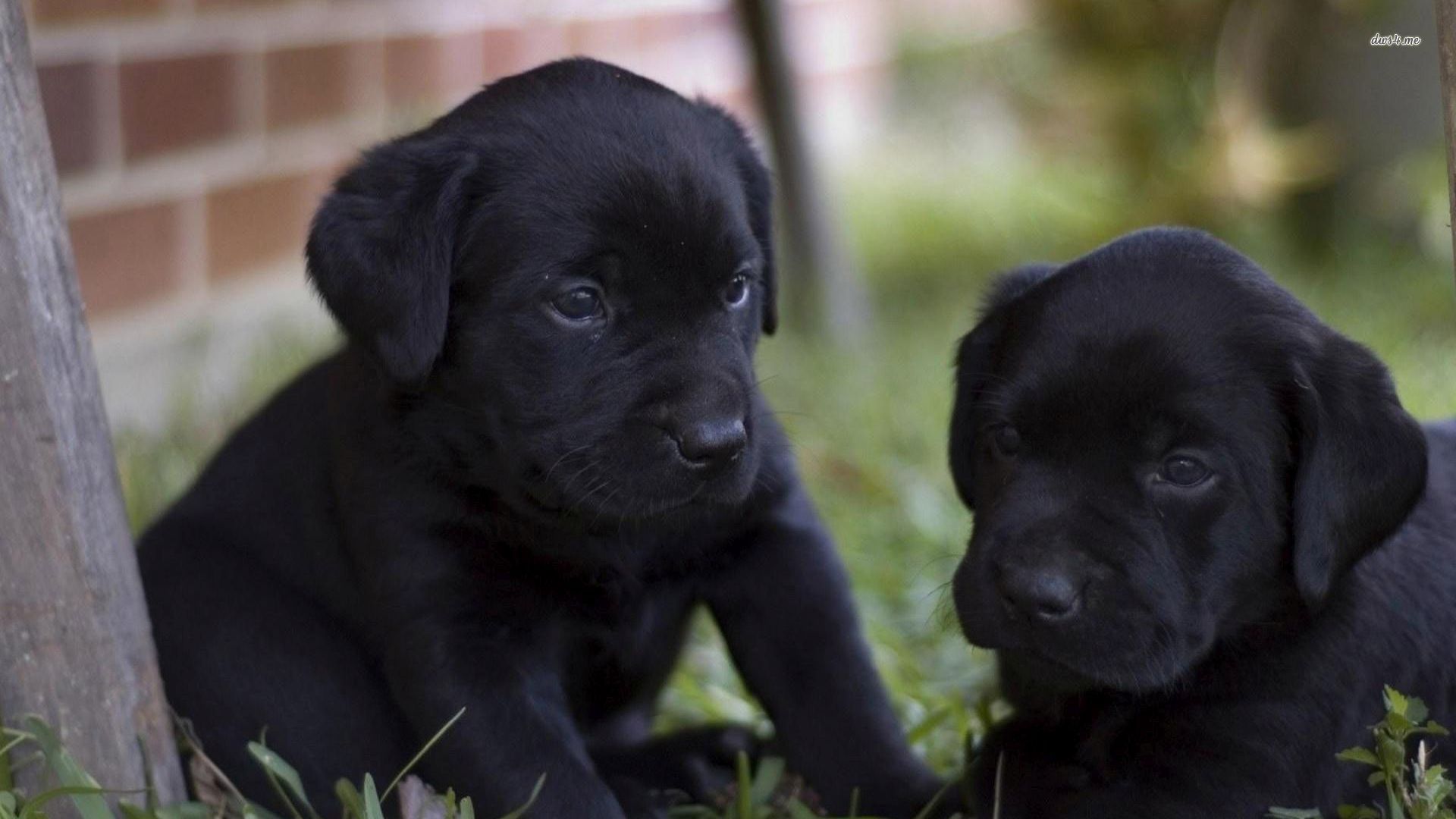 Black Lab Wallpaper Desktop - Black Lab Puppies Background - HD Wallpaper 