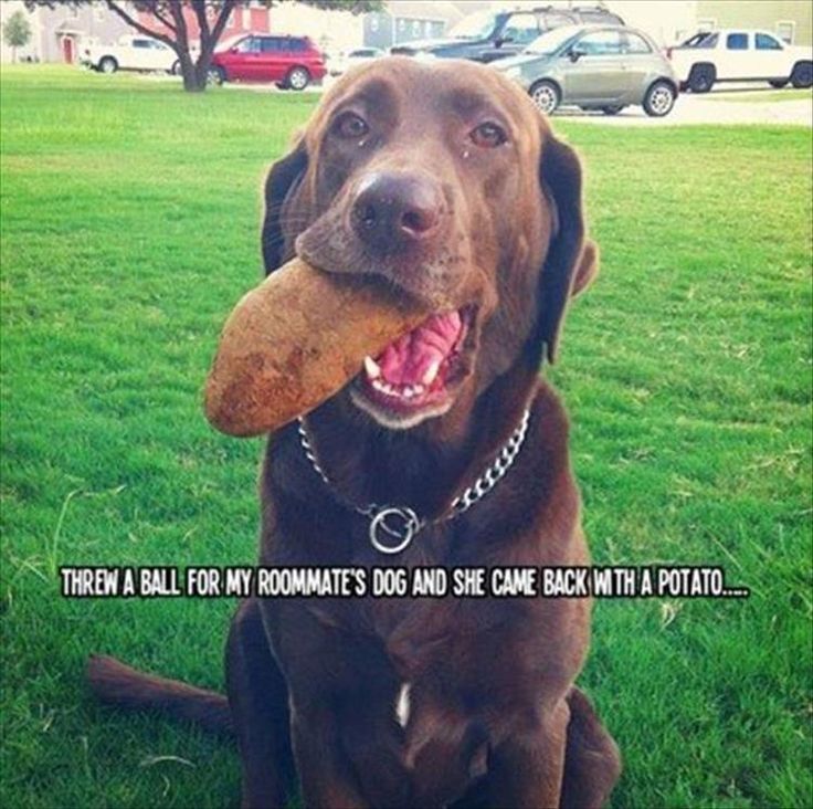 Funny Dog Wallpaper - 736x732 Wallpaper Funny Dog Wallpaper - 736x732 Wallpaper