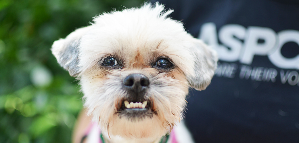 Behavioral Problems In Animals - HD Wallpaper 