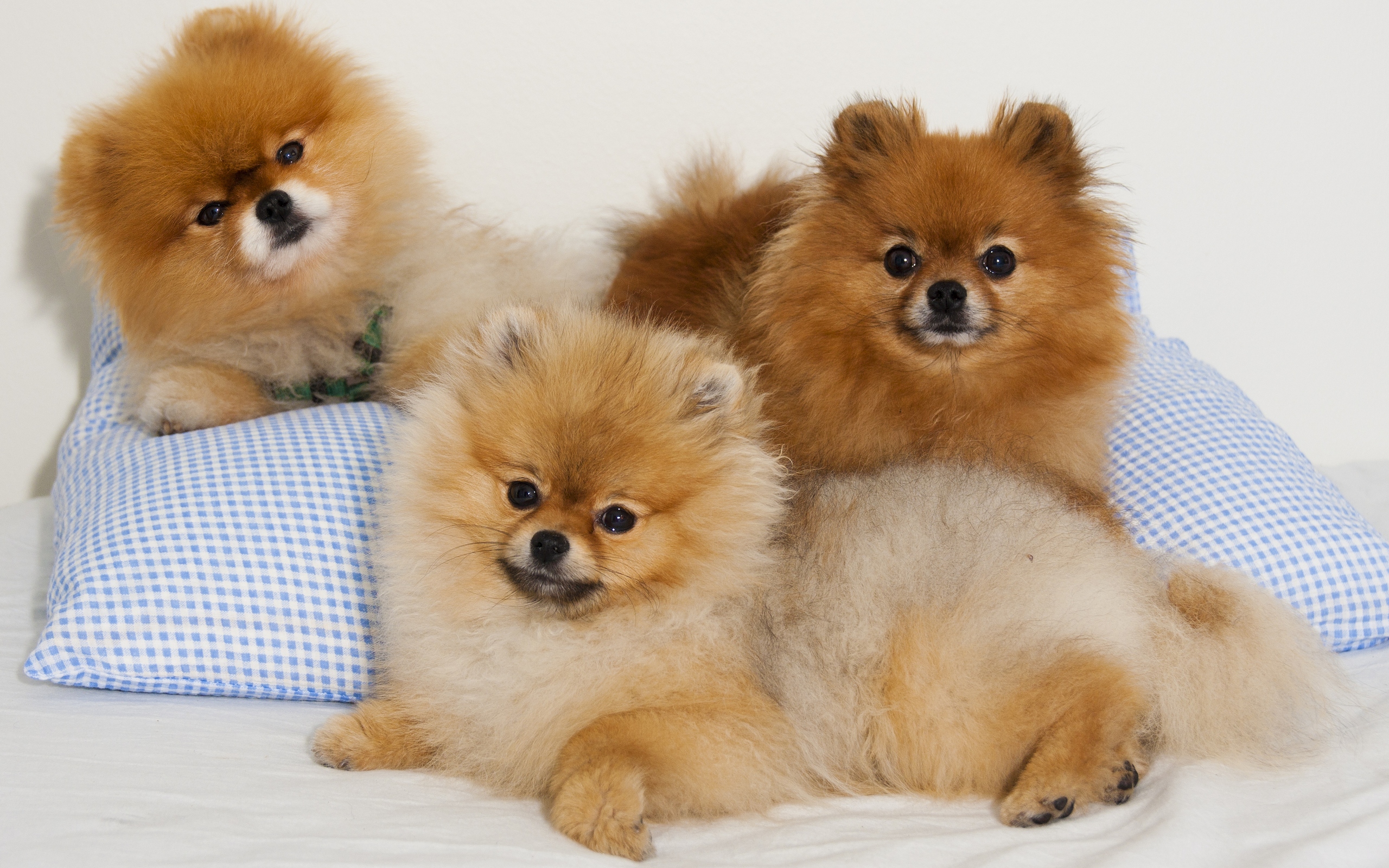 Pomeranian Dog - HD Wallpaper 