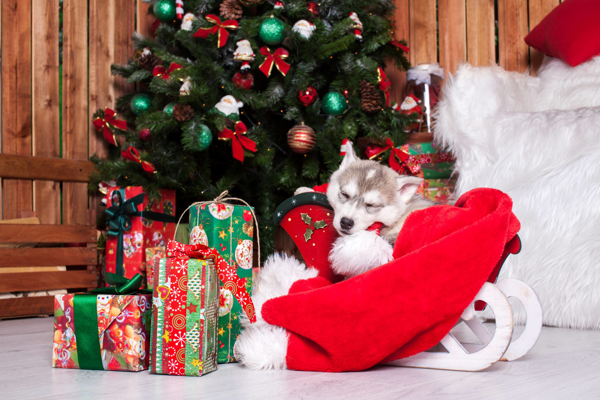 Christmas Wallpapers Cute Puppies - HD Wallpaper 