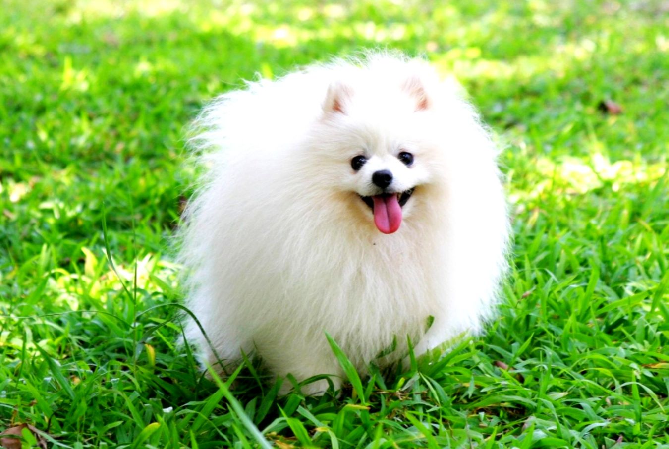 Best 31 Pomeranian Wallpaper On Hipwallpaper Pomeranian - Pomeranian Dog Wallpaper Hd - HD Wallpaper 