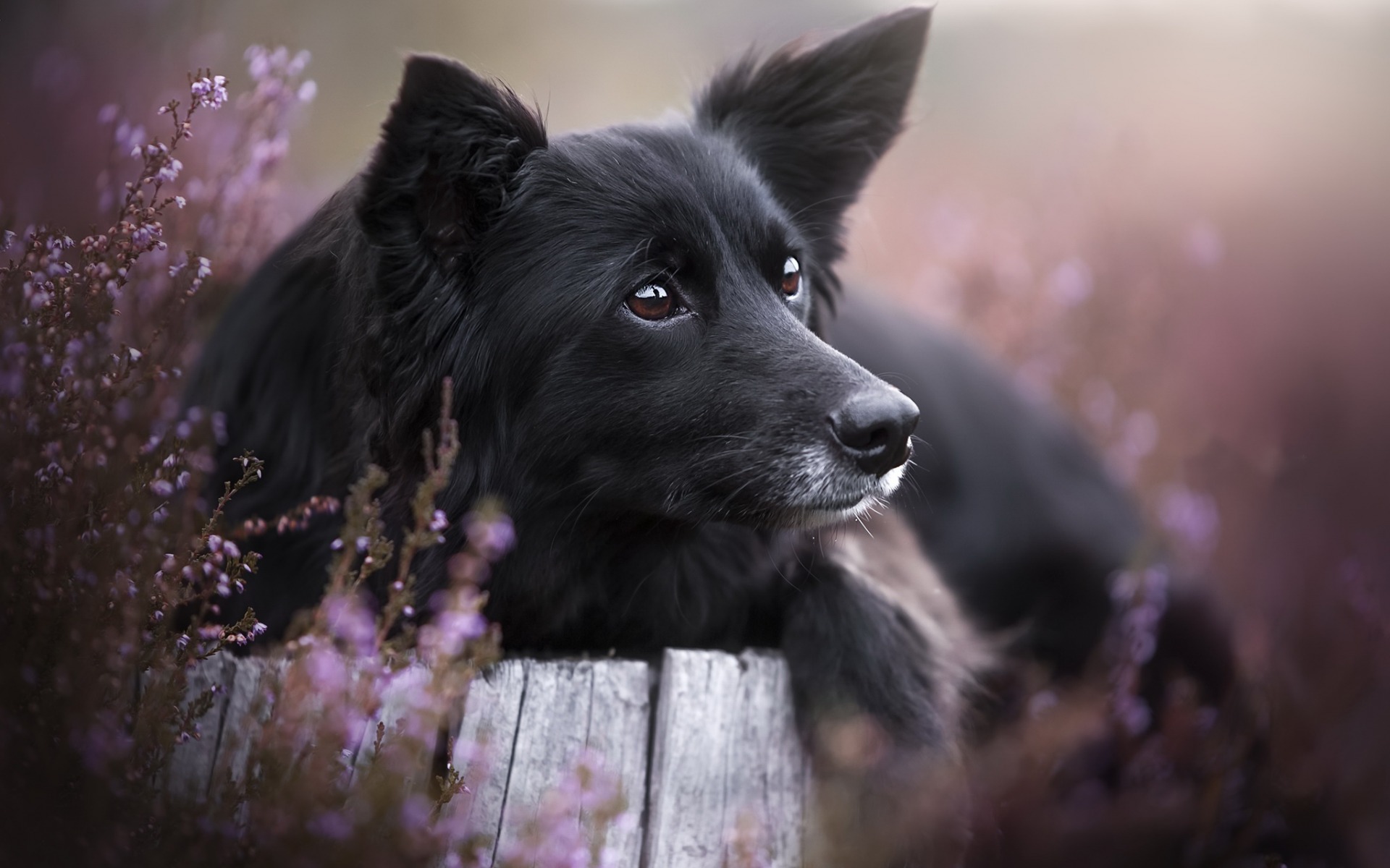 Border Collie, Black Big Dog, Pets, Cute Animals, Wild - Companion Dog - HD Wallpaper 