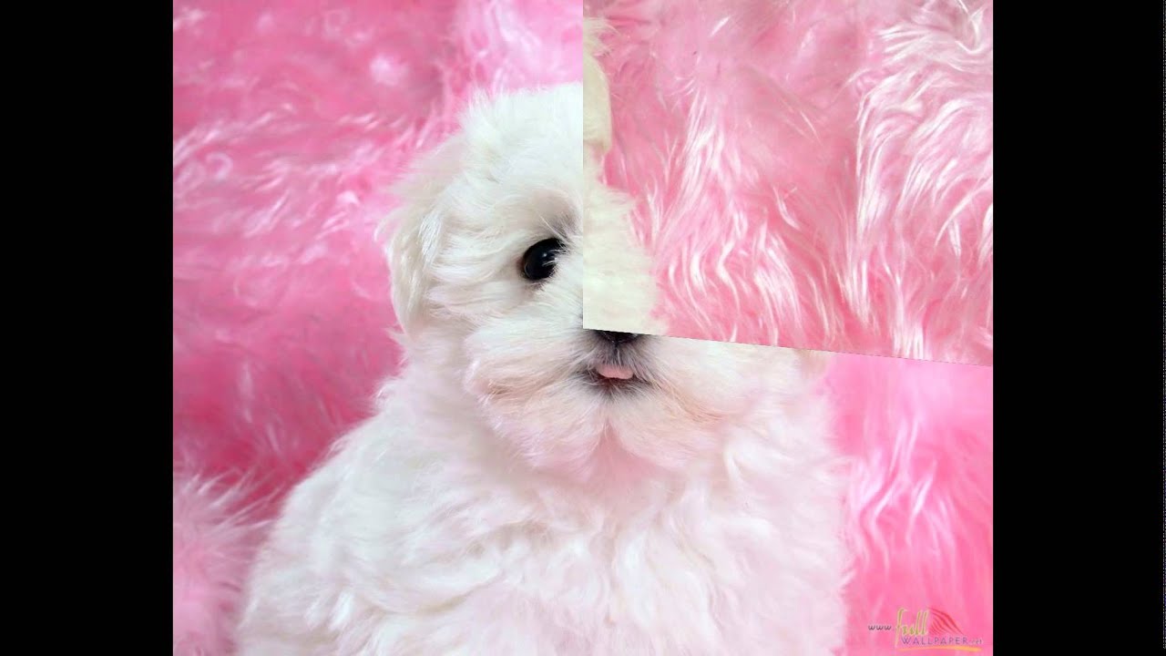 Bolognese - HD Wallpaper 