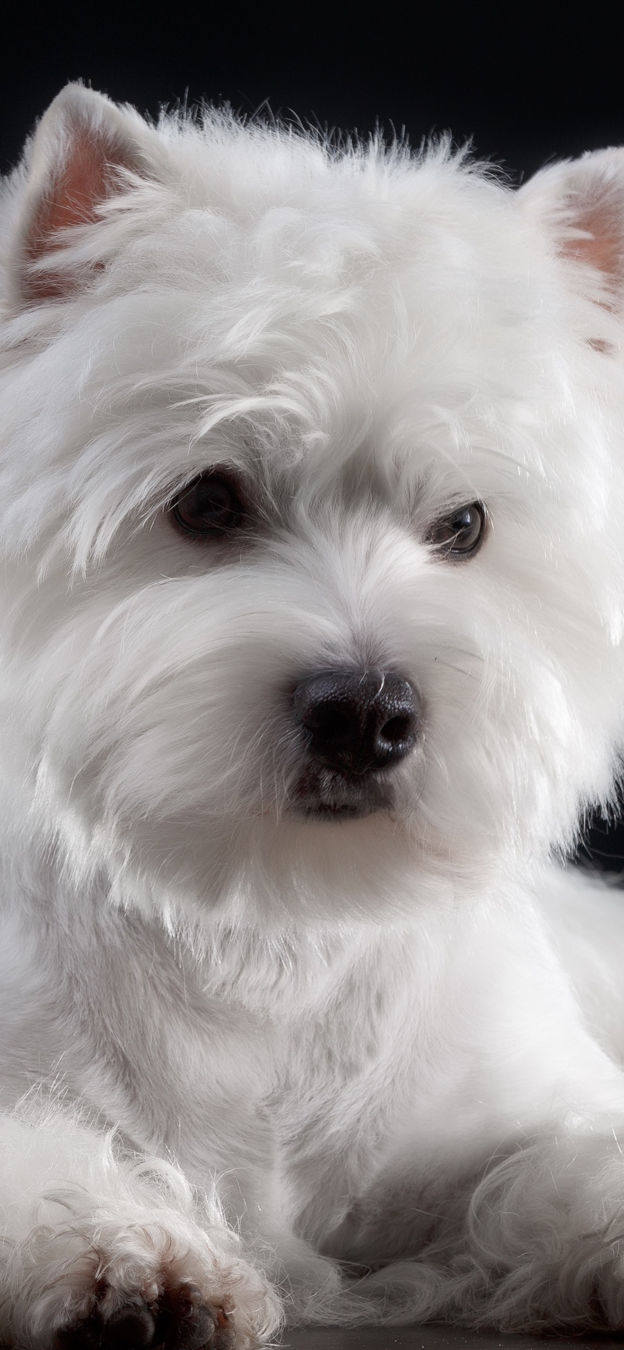 Iphone Wallpaper Furry White Dog, Black Background - West Highland White Terrier - HD Wallpaper 