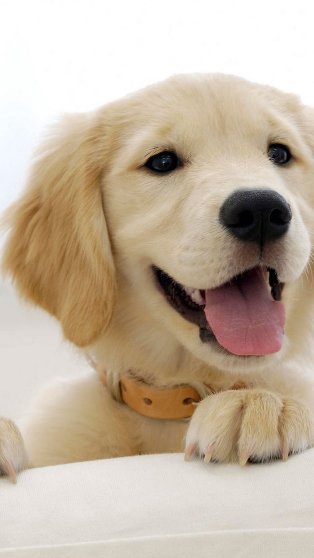 Iphone X Wallpaper Pictures Of Puppies Resolution - Golden Retriever Puppy Hd Wallpaper Iphone - 1080x1920 Wallpaper Iphone X Wallpaper Pictures Of Puppies Resolution - Golden Retriever Puppy Hd Wallpaper Iphone - 1080x1920 Wallpaper