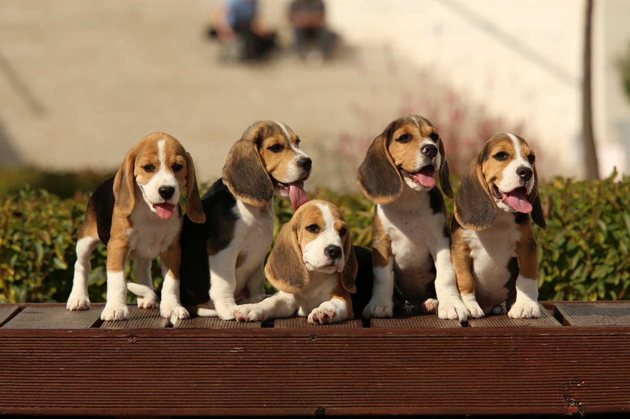 Beagle Puppy - HD Wallpaper 