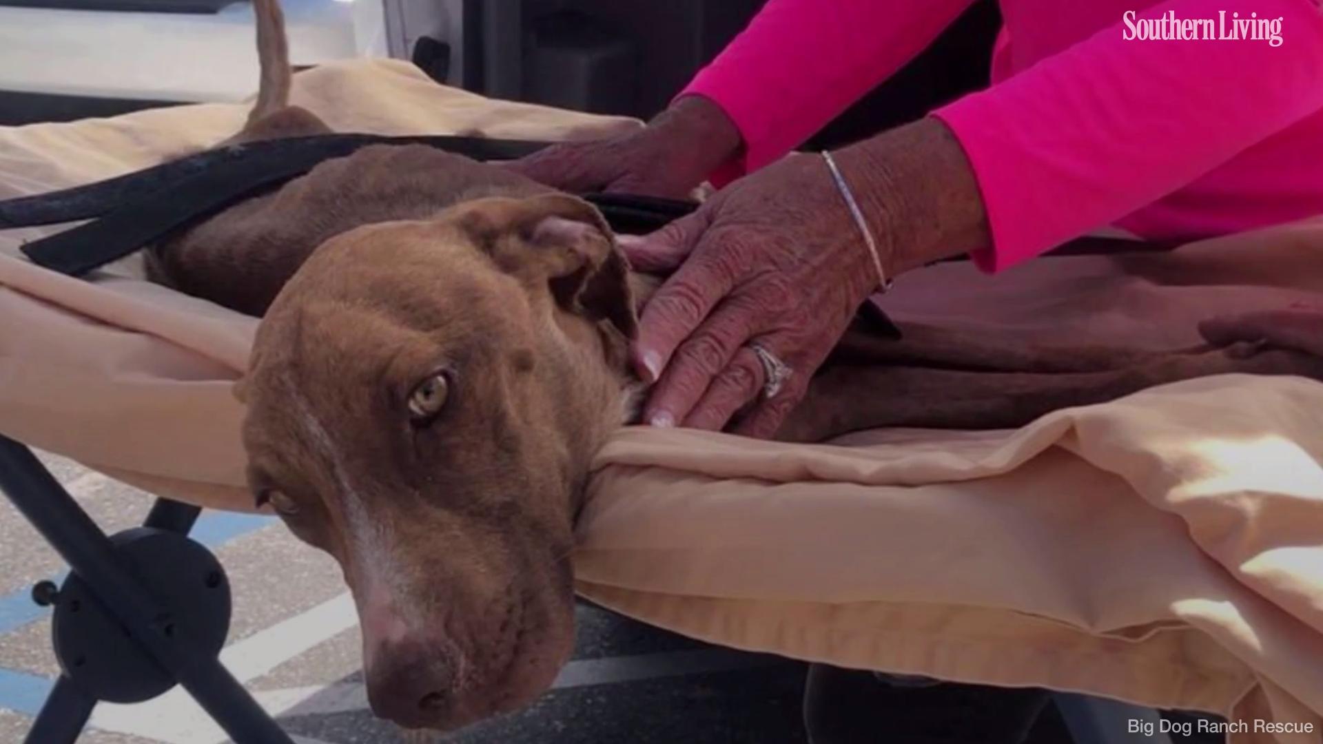 Dog Found In Bahamas After Dorian - HD Wallpaper 