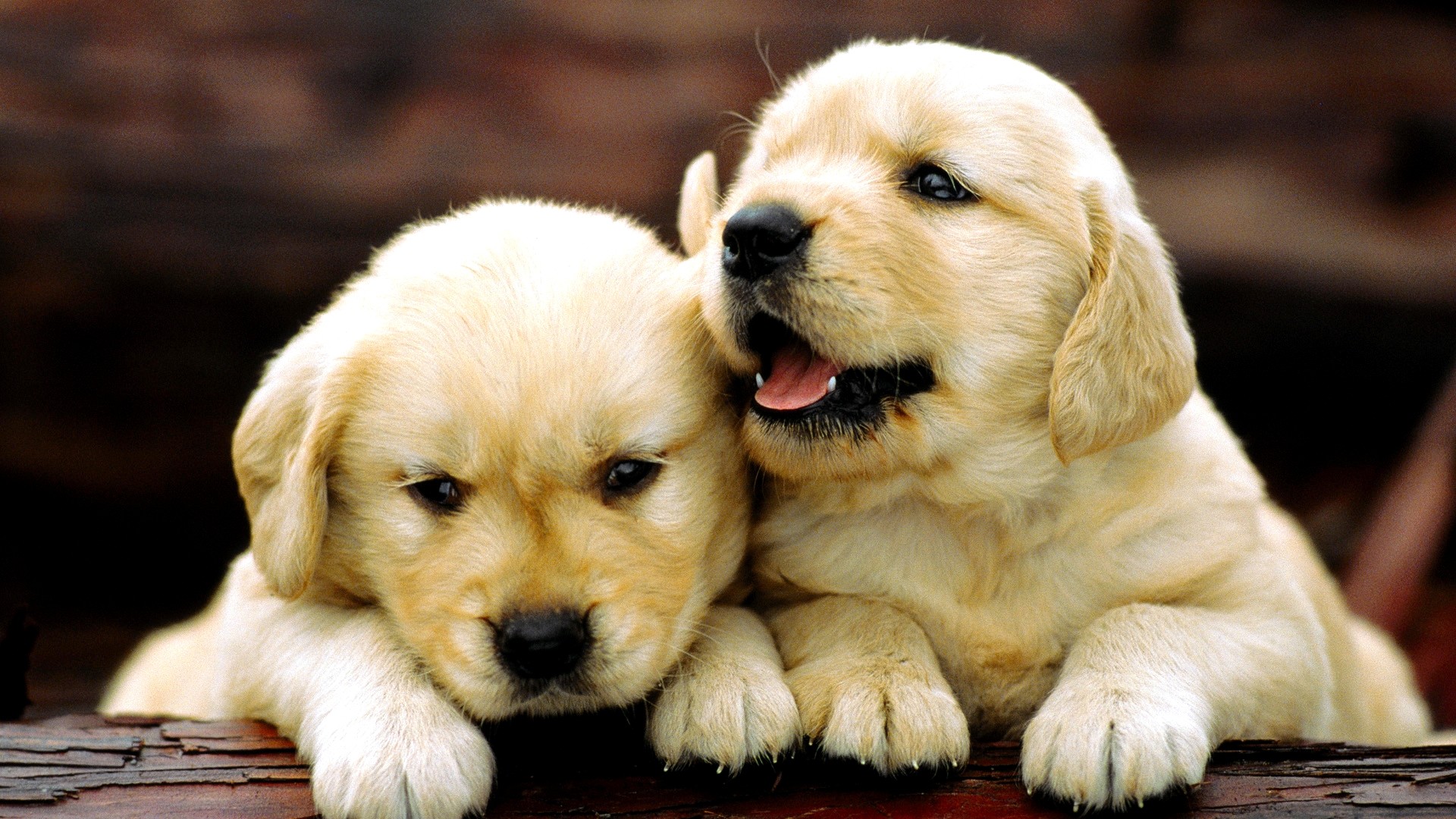 Dogs Labrador Puppies Wallpaper - Golden Retriever Puppies - 1920x1080 Wallpaper Dogs Labrador Puppies Wallpaper - Golden Retriever Puppies - 1920x1080 Wallpaper