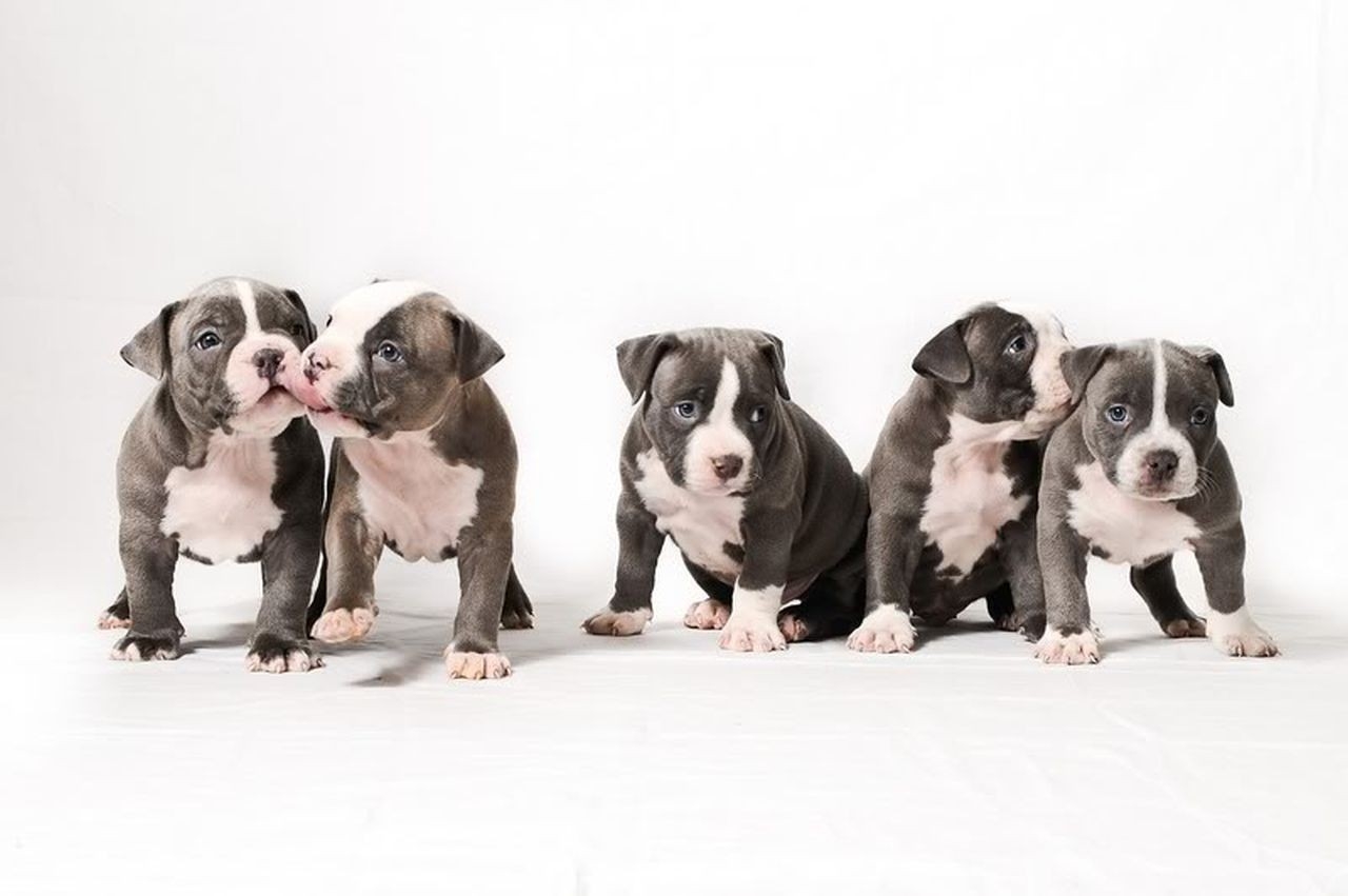 83 836014 pitbull puppies backgrounds