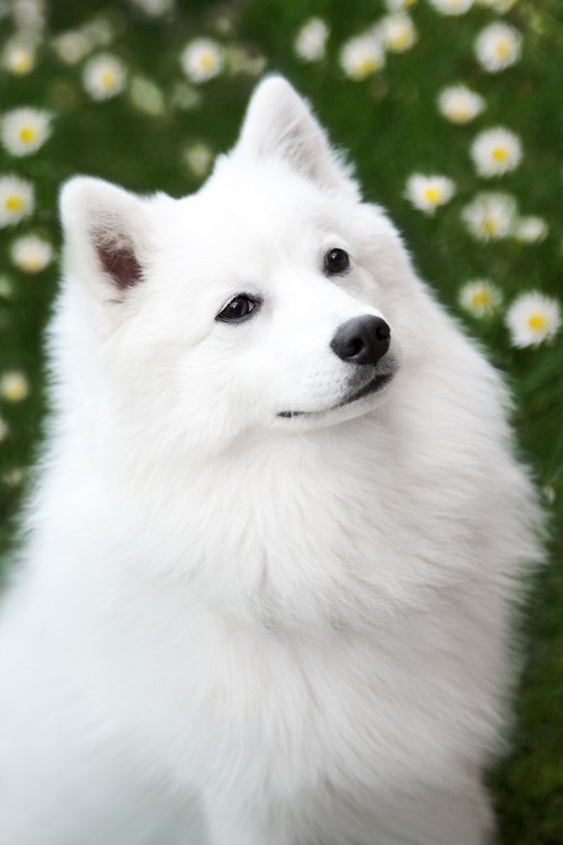Beautiful Japanese Spitz Dog Wallpaper - Spitz Dog - 800x1200 Wallpaper -  