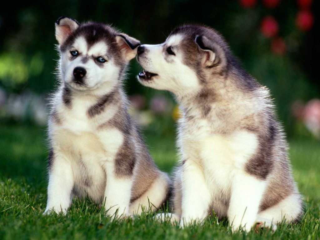 Siberian Husky Puppies - Cute Husky Puppy Dog - HD Wallpaper 