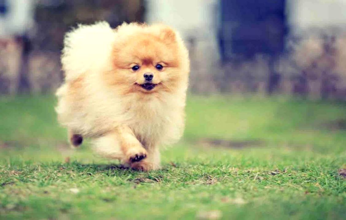 Pomeranian Dog Wallpaper For Android Apk Download - Pomeranian Dog Background - HD Wallpaper 