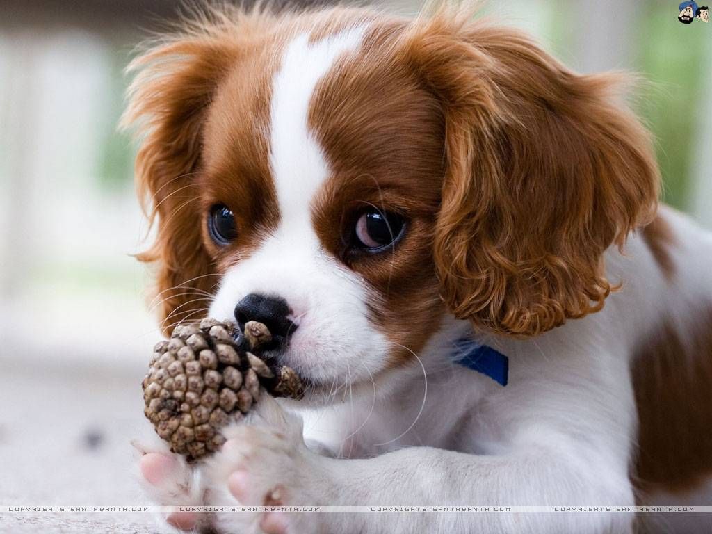 Cavalier King Charles - HD Wallpaper 