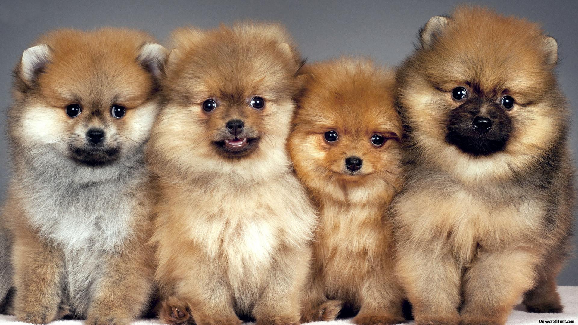 , Pomeranian Puppy Wallpapers - Cute Dog Wallpaper Pomeranian - HD Wallpaper 