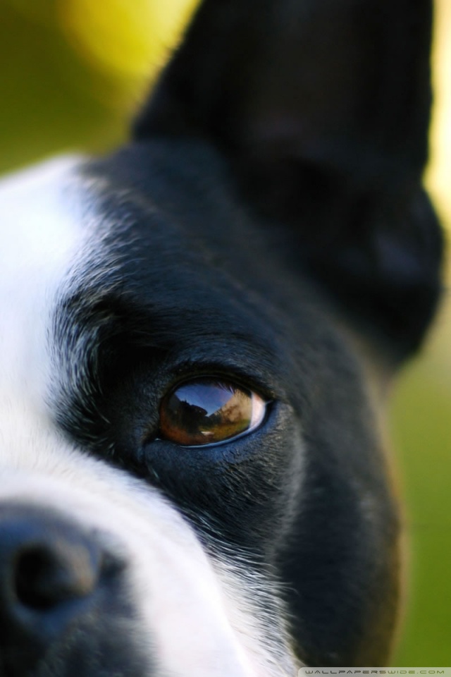 Dog Wallpaper For Phone Hd - 640x960 Wallpaper Dog Wallpaper For Phone Hd - 640x960 Wallpaper
